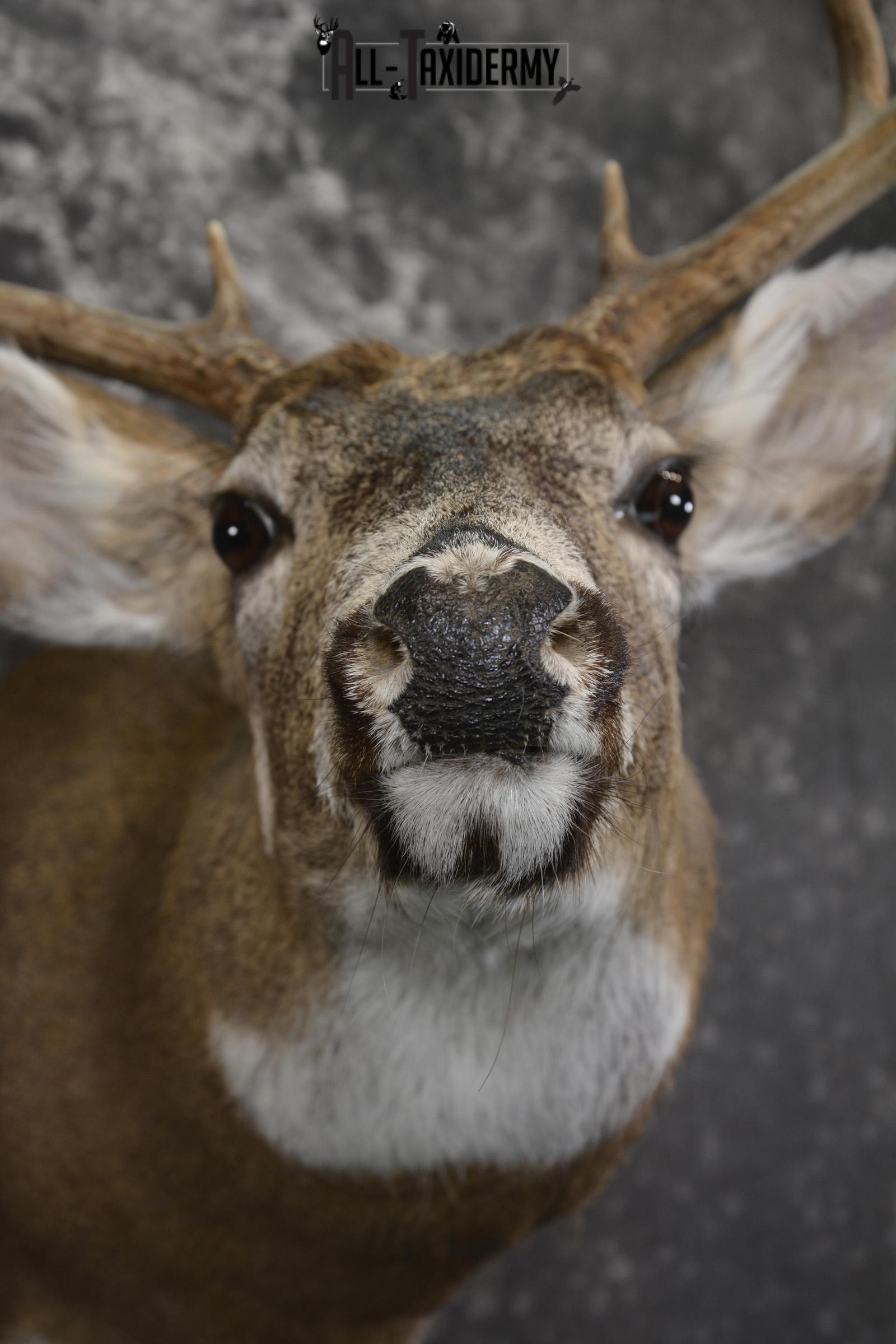 Whitetail deer taxidermy shoulder mount for sale SKU 1943 - Image 2