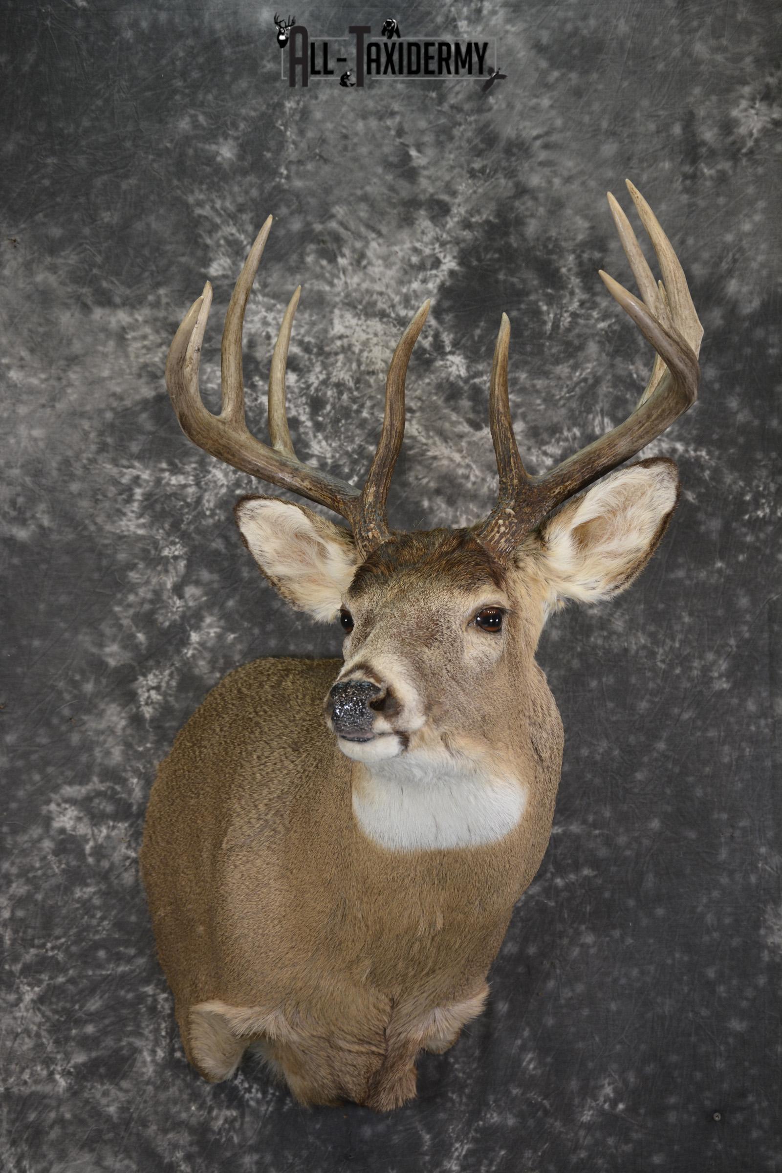 Whitetail deer taxidermy shoulder mount for sale SKU 1944