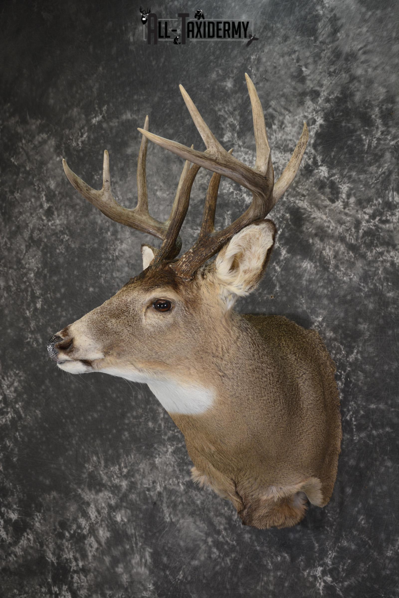 Whitetail deer taxidermy shoulder mount for sale SKU 1944 - Image 8