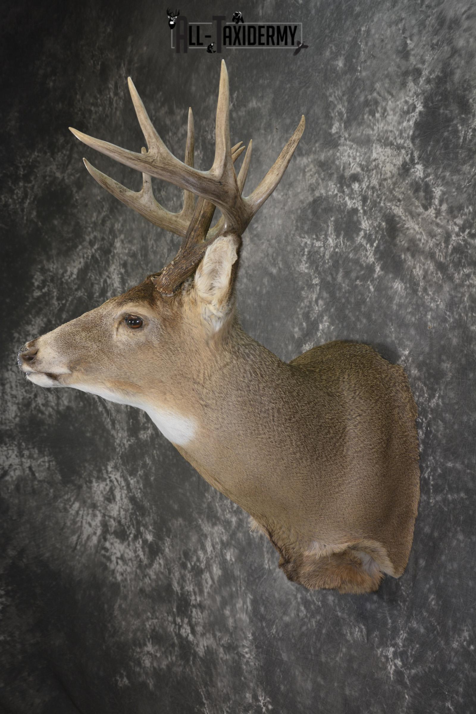 Whitetail deer taxidermy shoulder mount for sale SKU 1944 - Image 7