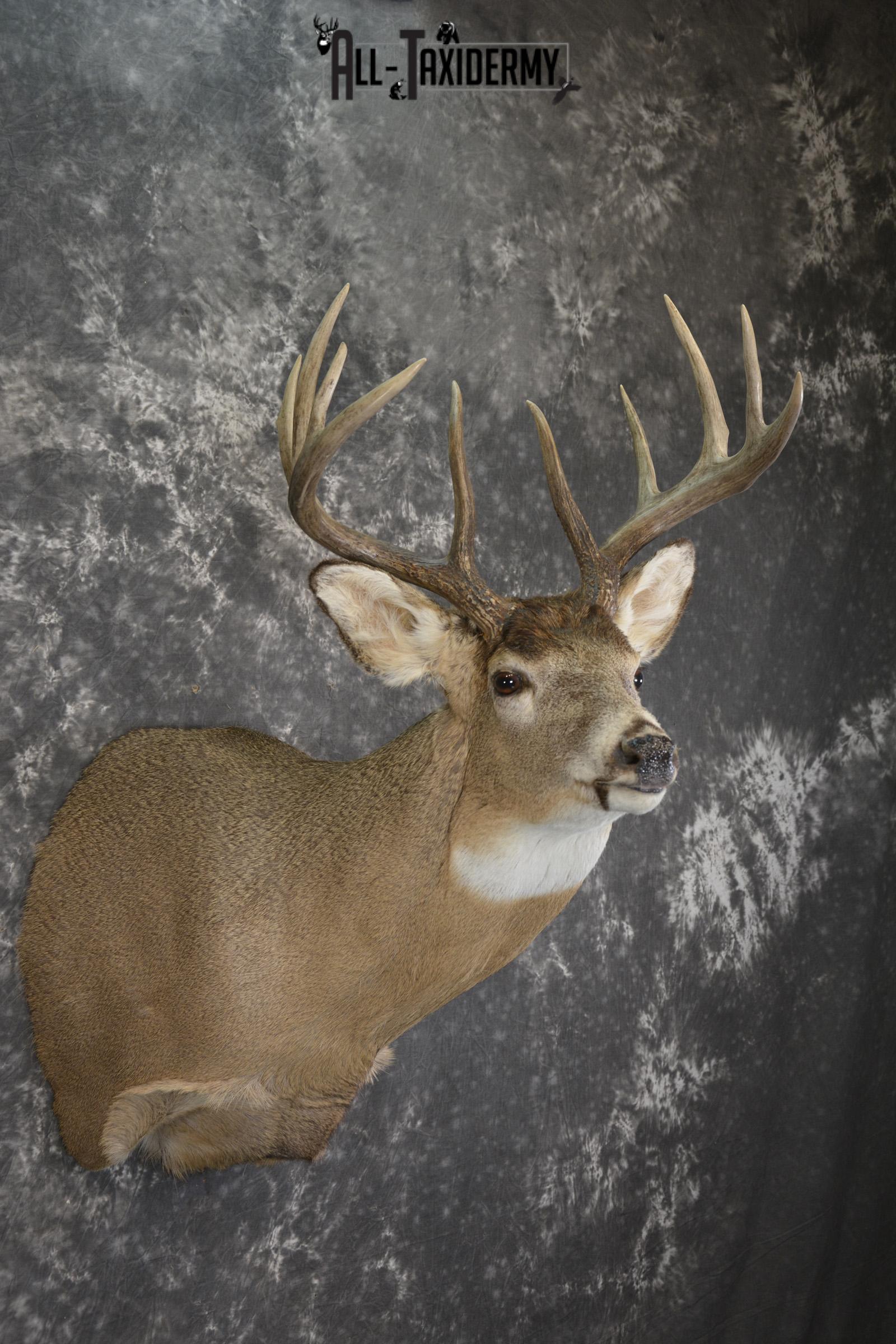 Whitetail deer taxidermy shoulder mount for sale SKU 1944 - Image 6