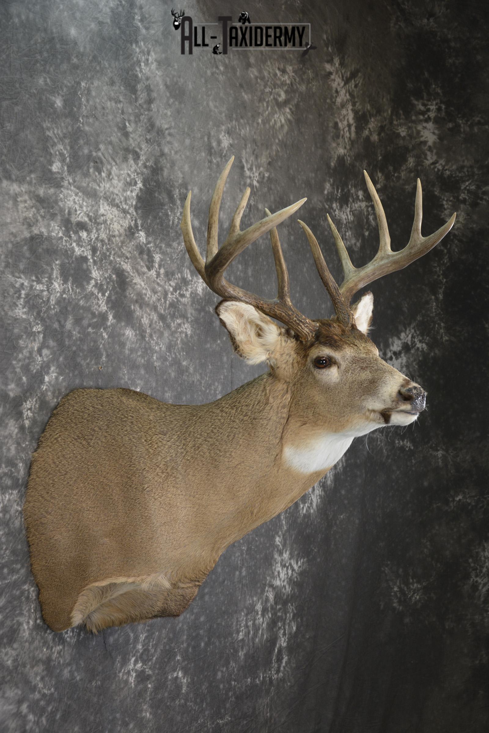 Whitetail deer taxidermy shoulder mount for sale SKU 1944 - Image 5