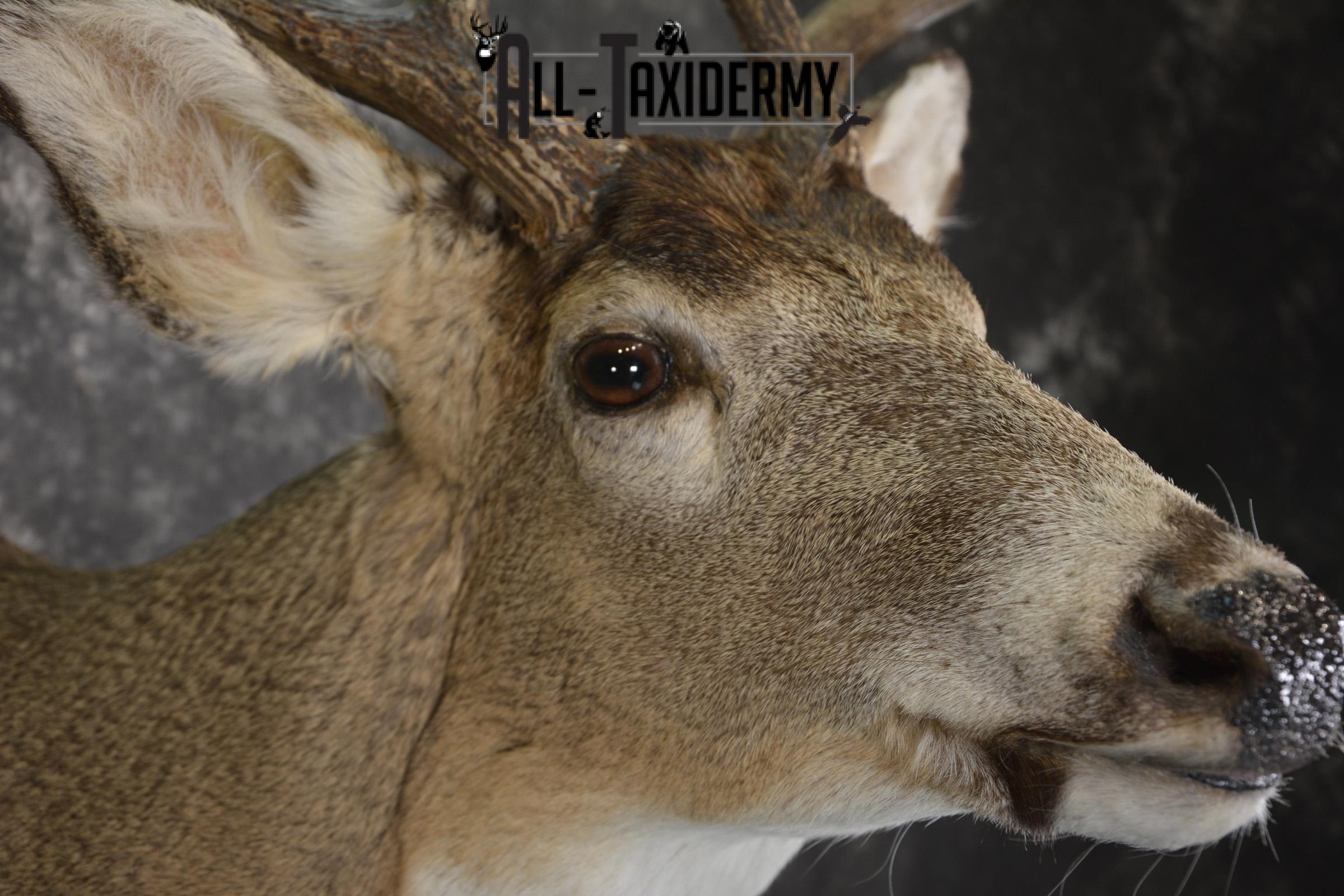 Whitetail deer taxidermy shoulder mount for sale SKU 1944 - Image 4