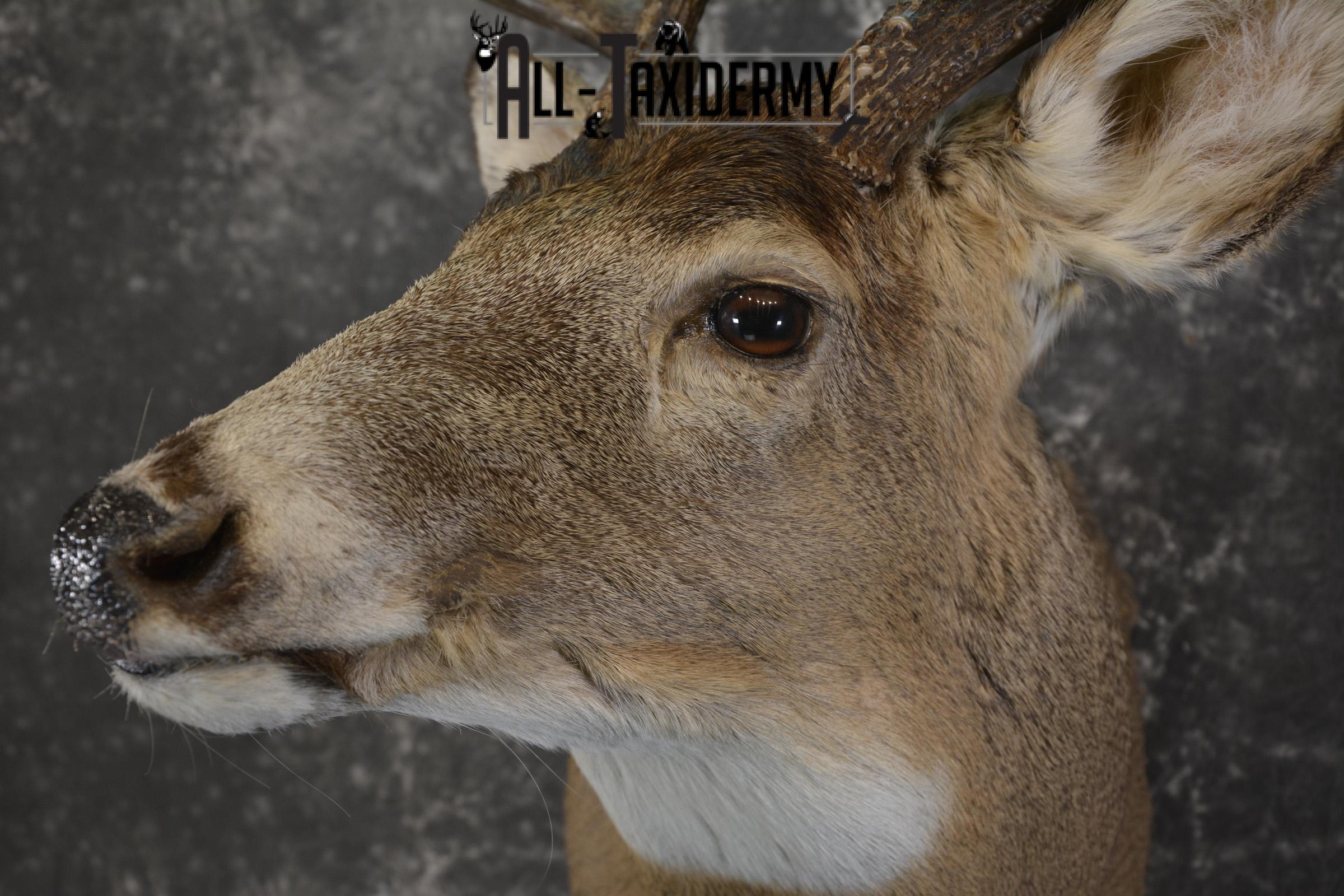 Whitetail deer taxidermy shoulder mount for sale SKU 1944 - Image 3