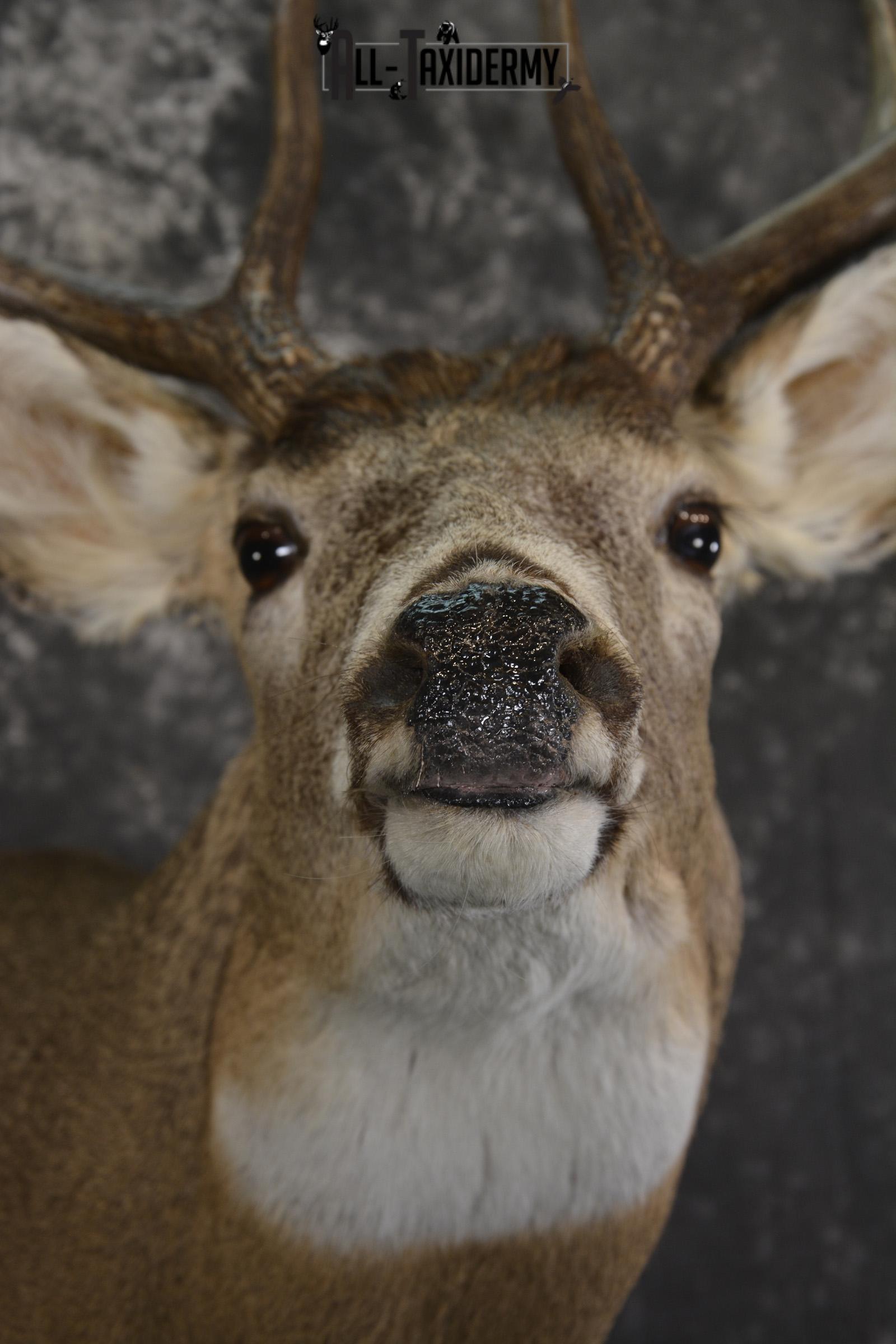 Whitetail deer taxidermy shoulder mount for sale SKU 1944 - Image 2