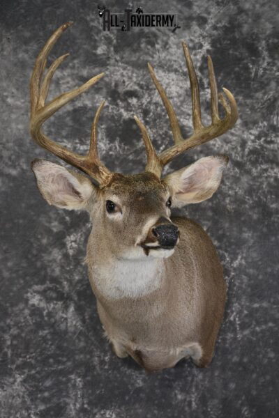 Whitetail deer taxidermy shoulder mount for sale SKU 1960