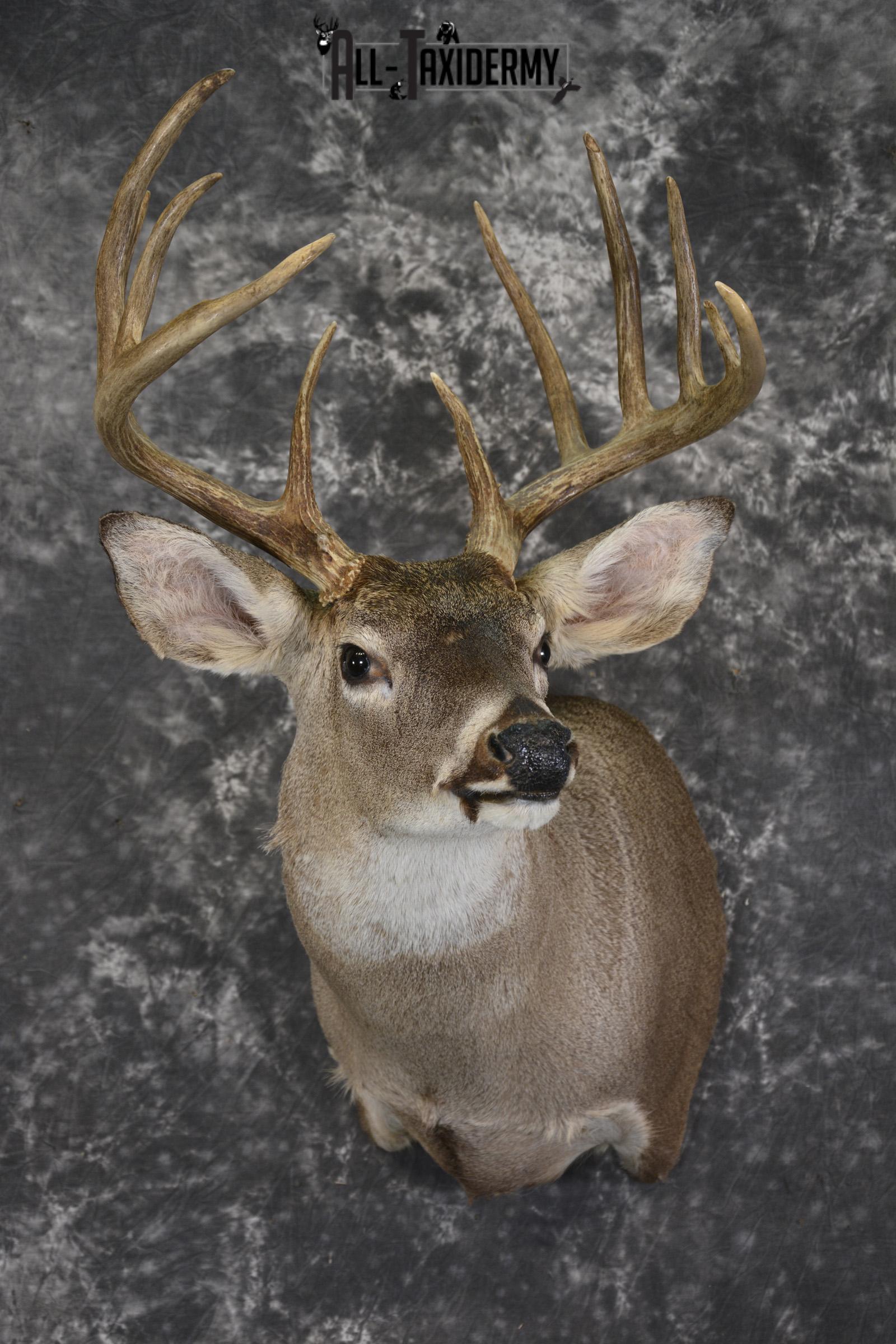 Whitetail deer taxidermy shoulder mount for sale SKU 1960