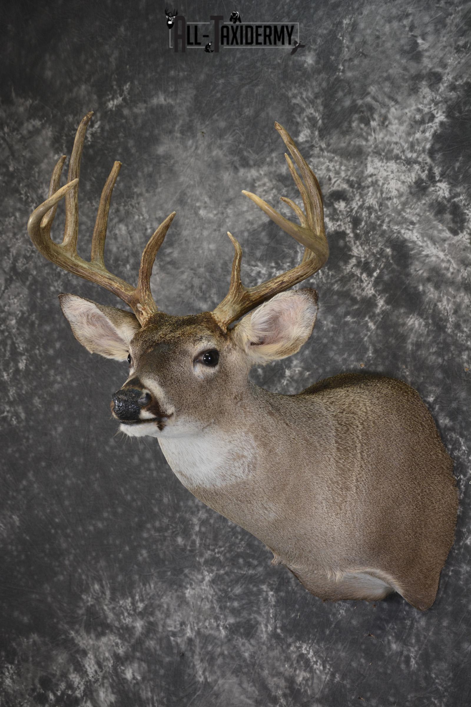 Whitetail deer taxidermy shoulder mount for sale SKU 1960 - Image 5