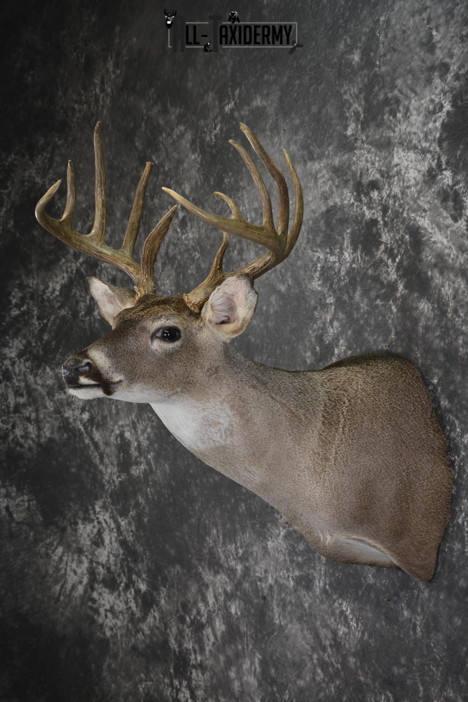 Whitetail deer taxidermy shoulder mount for sale SKU 1960 - Image 4