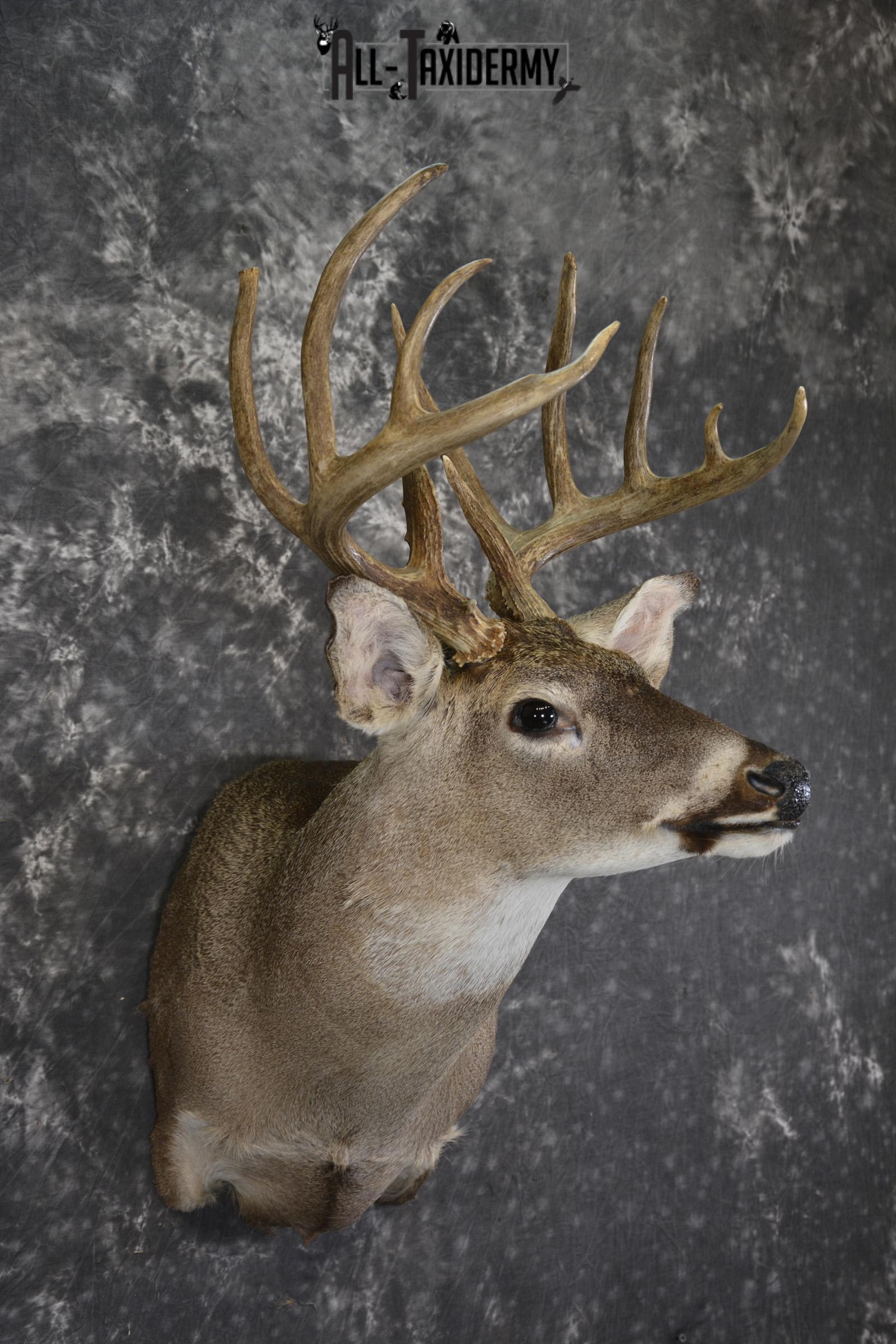 Whitetail deer taxidermy shoulder mount for sale SKU 1960 - Image 3