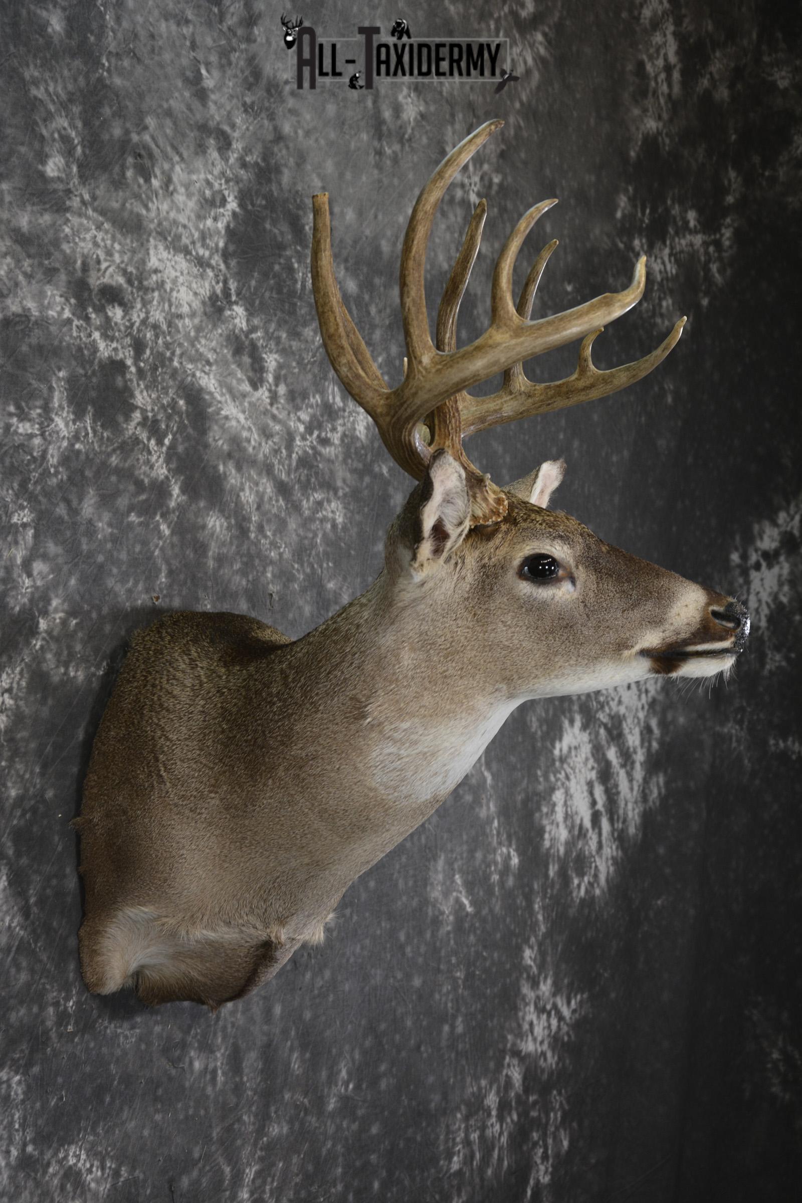 Whitetail deer taxidermy shoulder mount for sale SKU 1960 - Image 2
