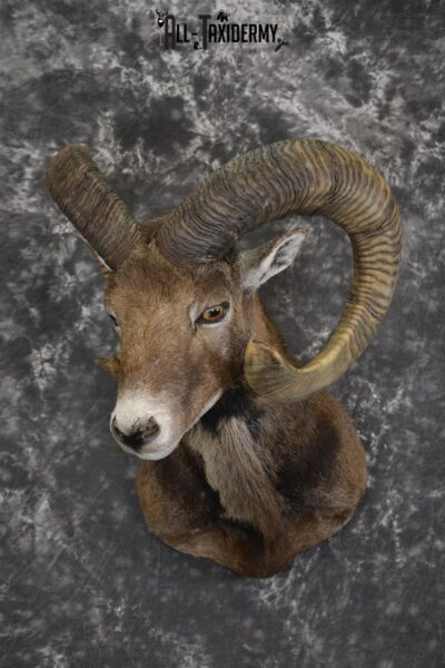 Corsian Sheep taxidermy shoulder mount for sale SKU 1949