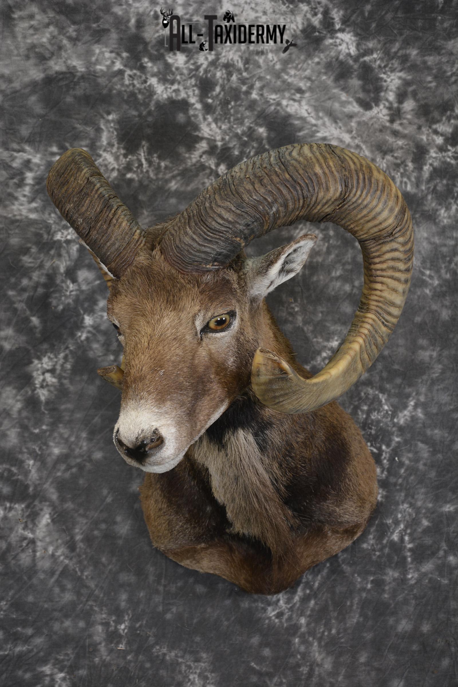 Corsian Sheep taxidermy shoulder mount for sale SKU 1949