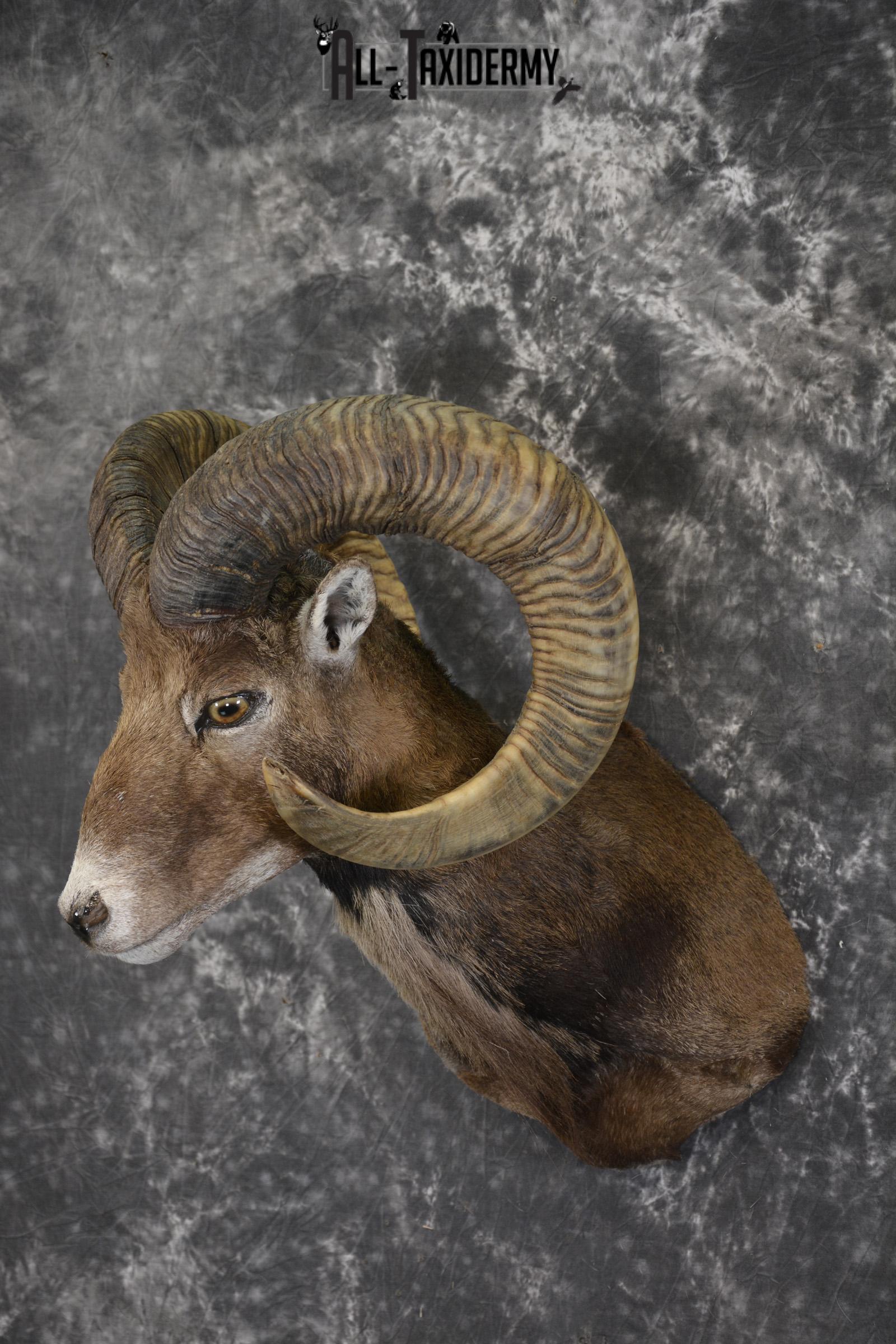 Corsian Sheep taxidermy shoulder mount for sale SKU 1949 - Image 8