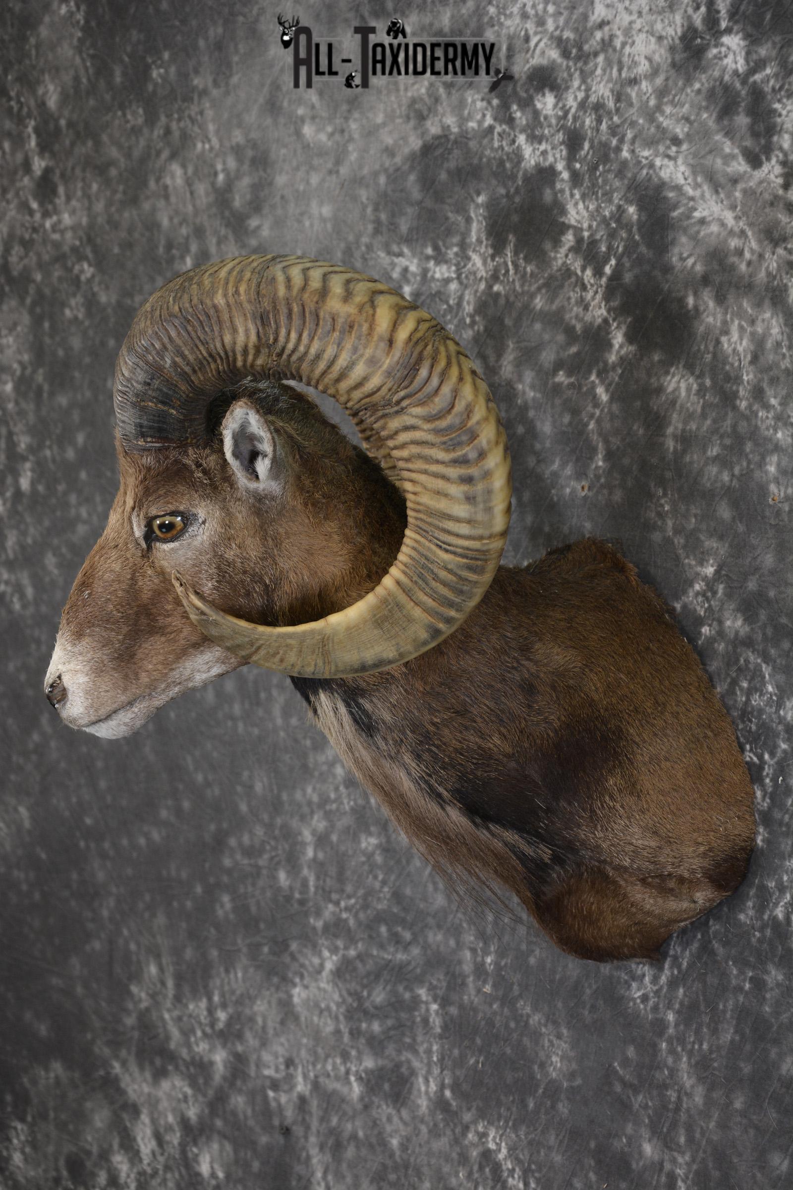 Corsian Sheep taxidermy shoulder mount for sale SKU 1949 - Image 7