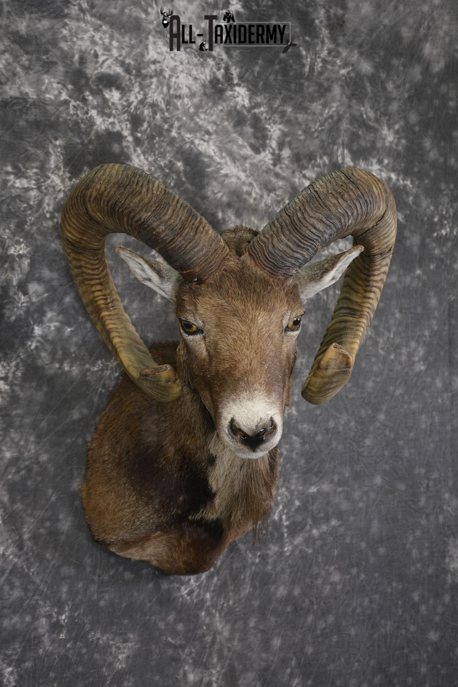 Corsian Sheep taxidermy shoulder mount for sale SKU 1949 - Image 6