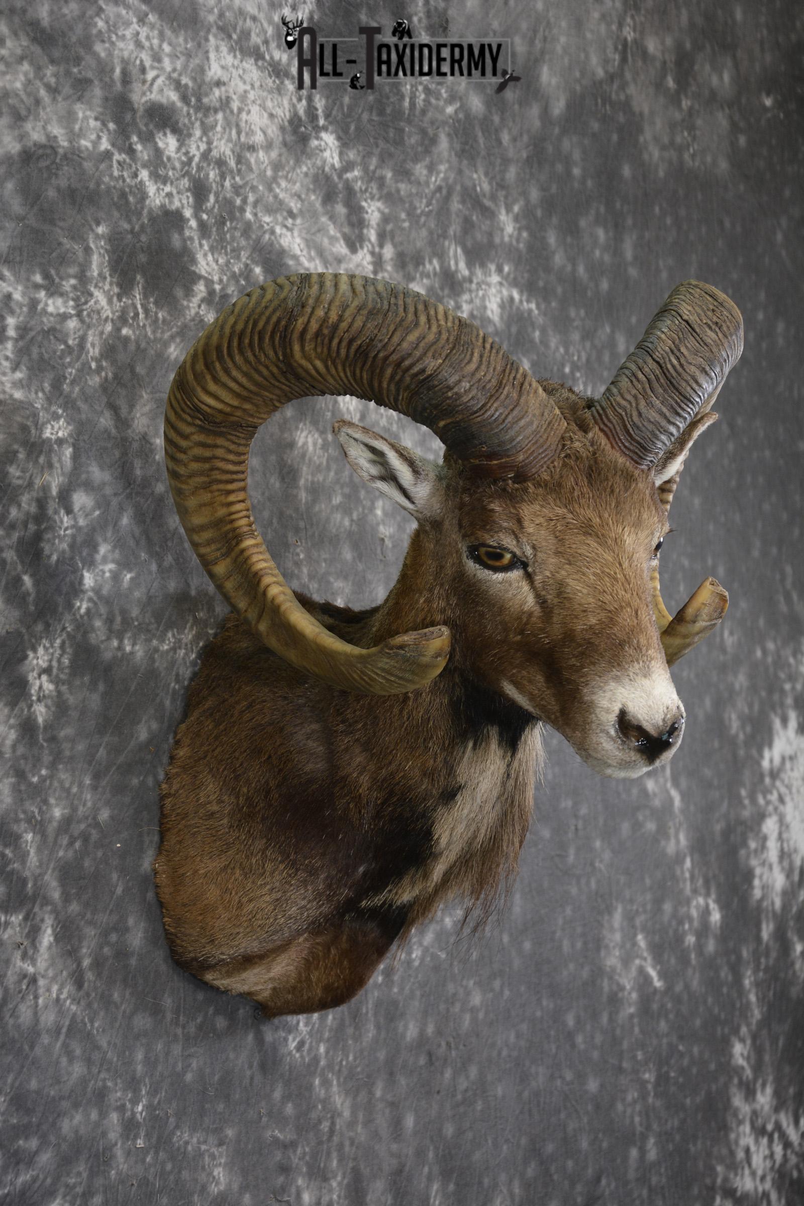 Corsian Sheep taxidermy shoulder mount for sale SKU 1949 - Image 5