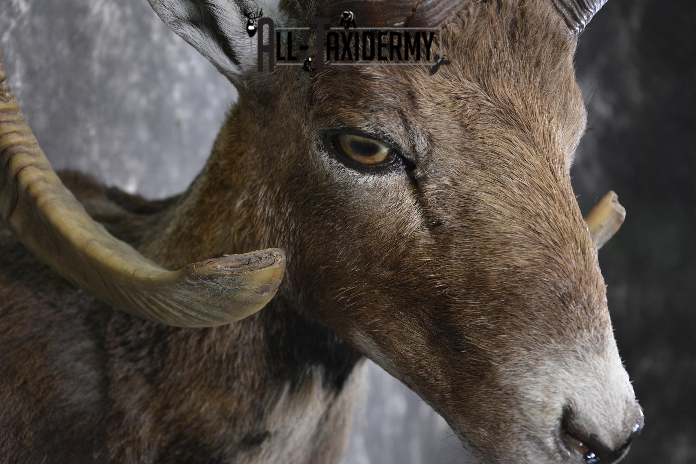 Corsian Sheep taxidermy shoulder mount for sale SKU 1949 - Image 4