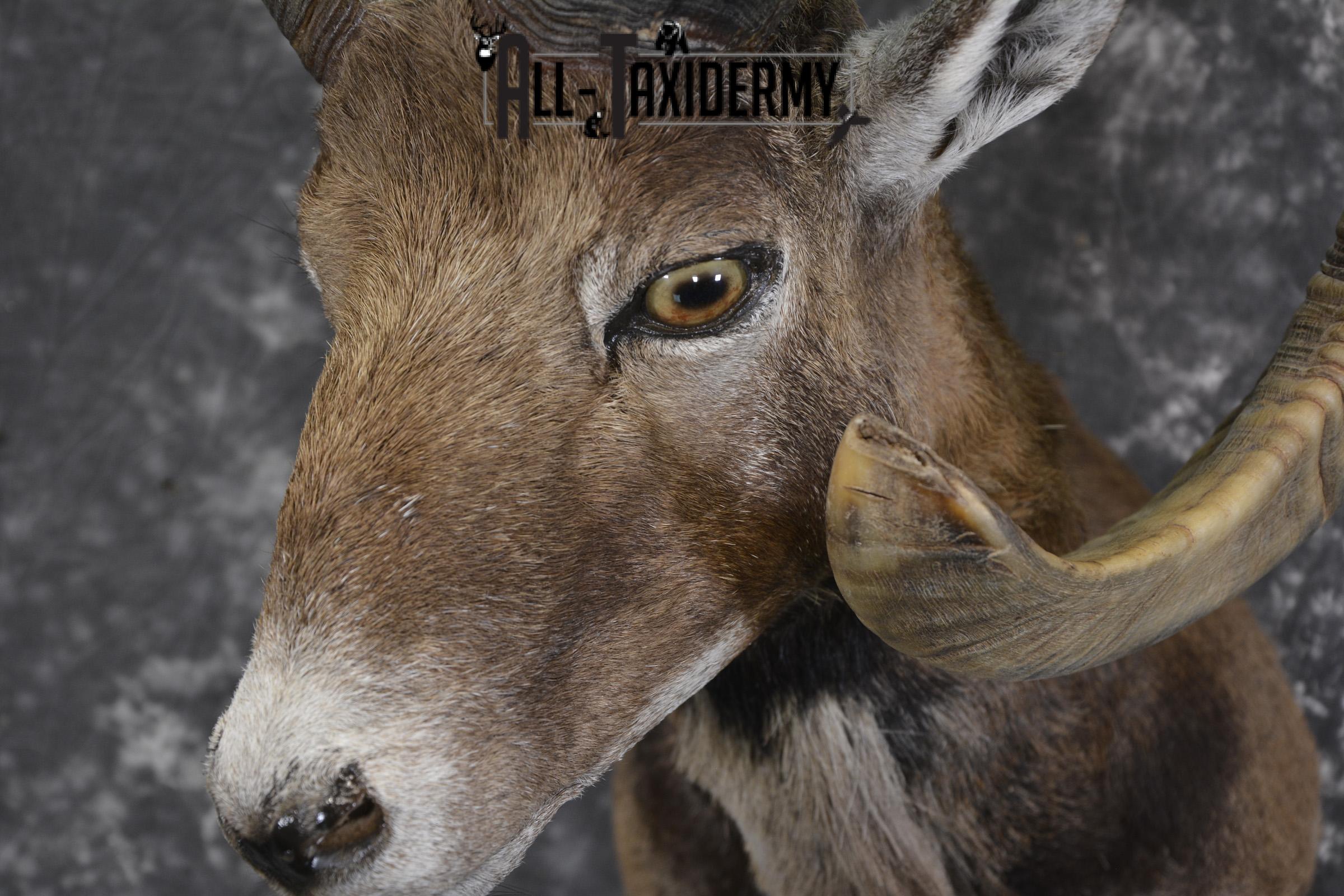 Corsian Sheep taxidermy shoulder mount for sale SKU 1949 - Image 3