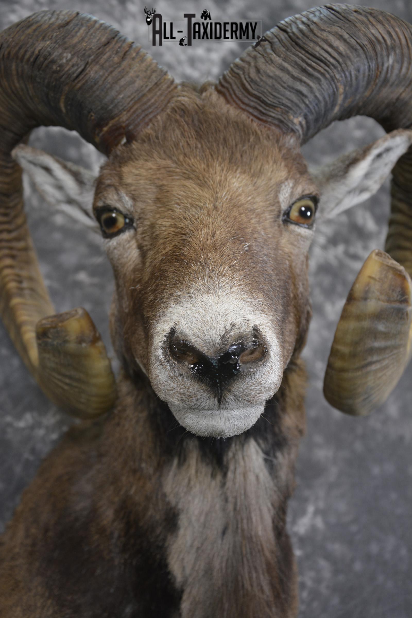 Corsian Sheep taxidermy shoulder mount for sale SKU 1949 - Image 2