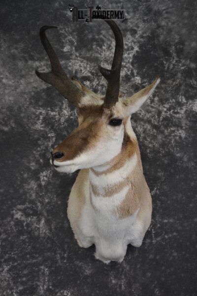 Pronghorn Antelope taxidermy shoulder mount for sale SKU 1987