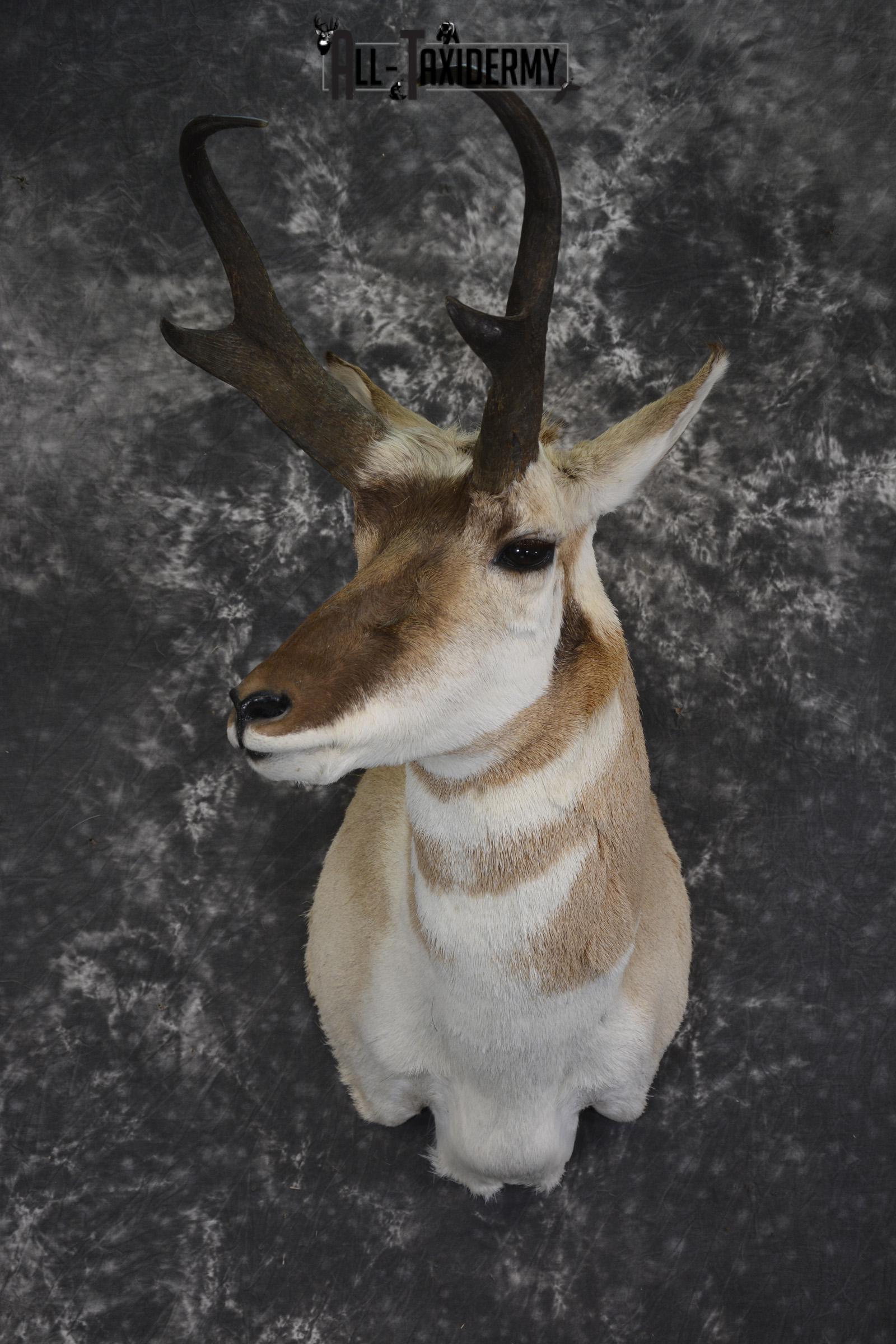 Pronghorn Antelope taxidermy shoulder mount for sale SKU 1987