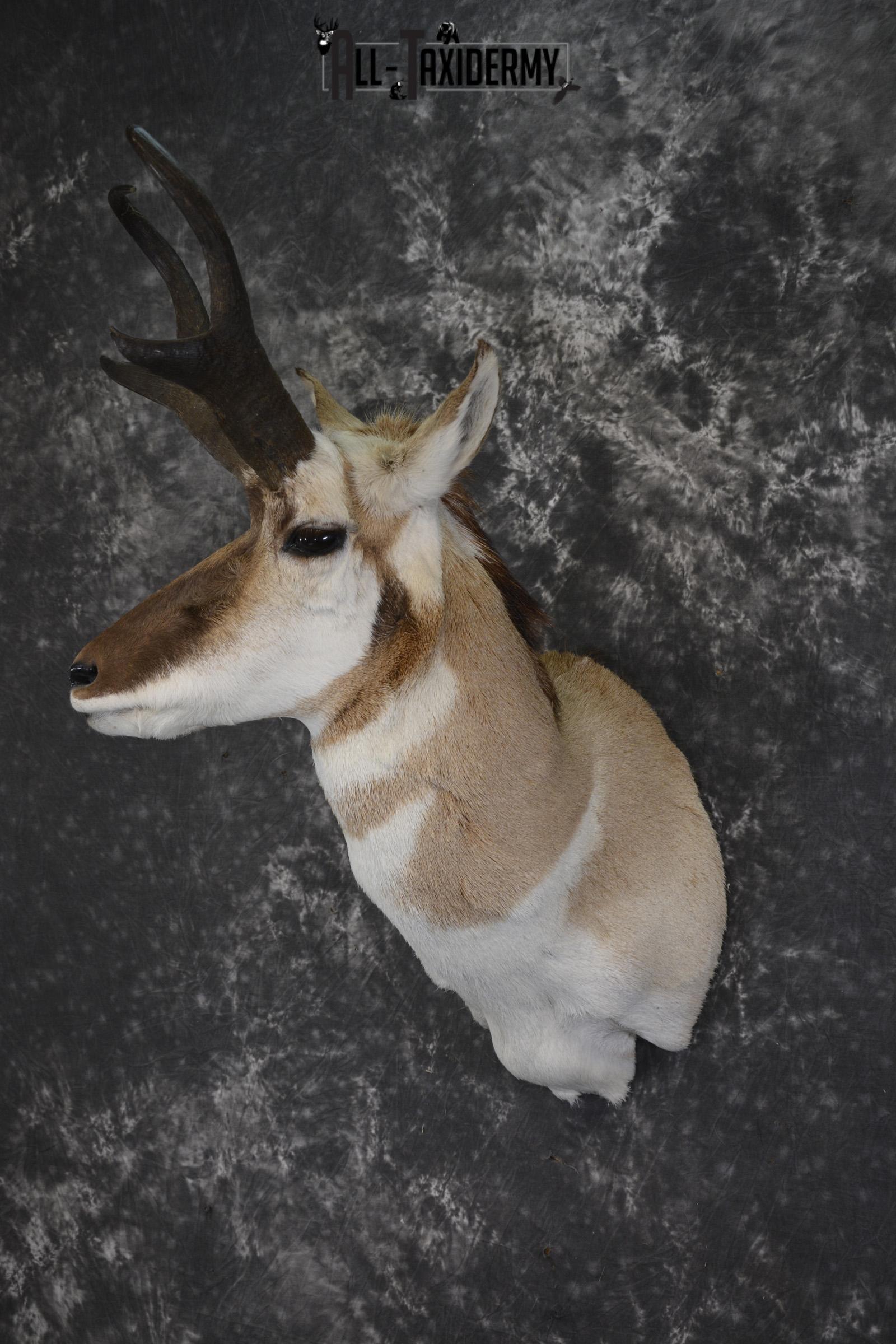 Pronghorn Antelope taxidermy shoulder mount for sale SKU 1987 - Image 8