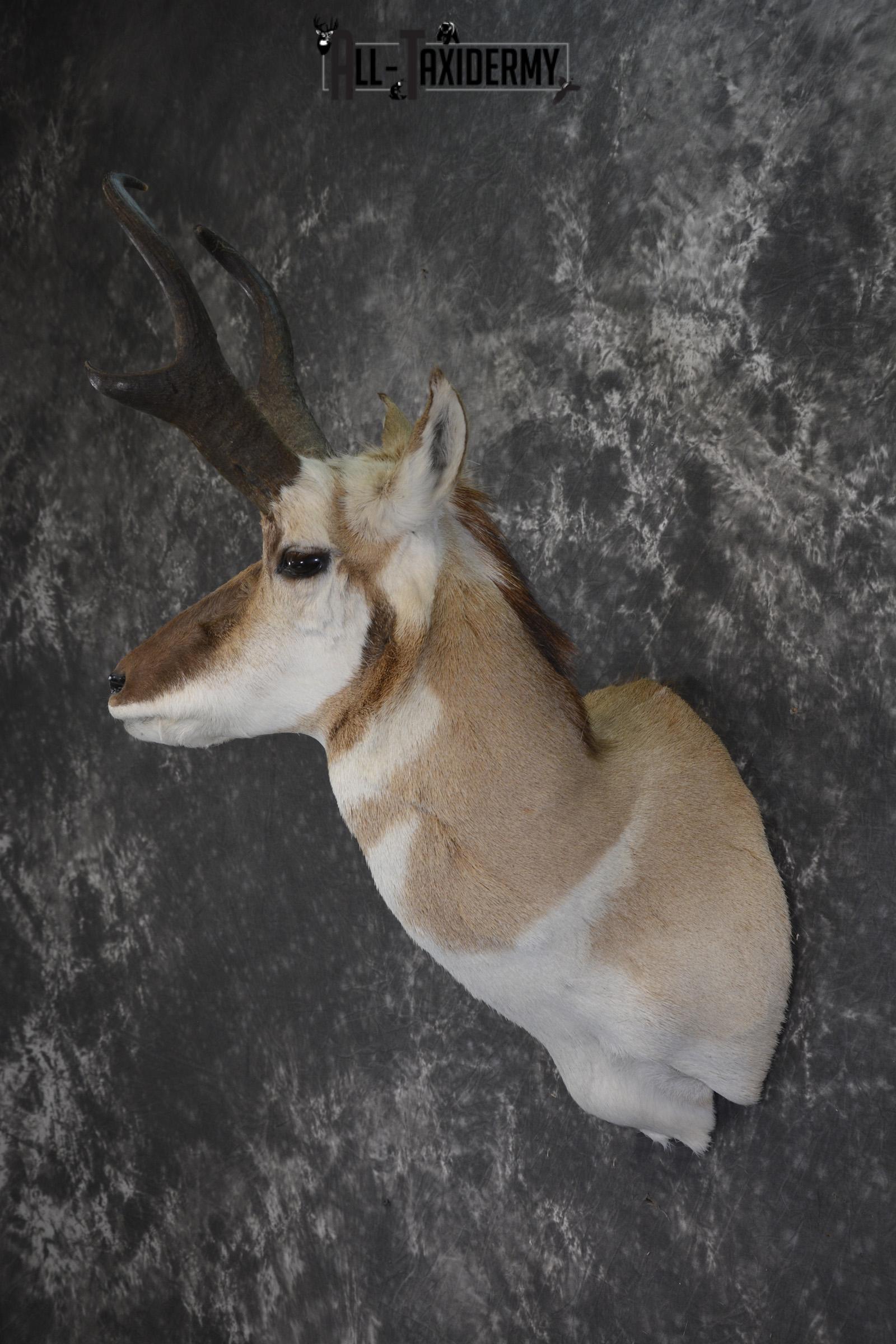 Pronghorn Antelope taxidermy shoulder mount for sale SKU 1987 - Image 7