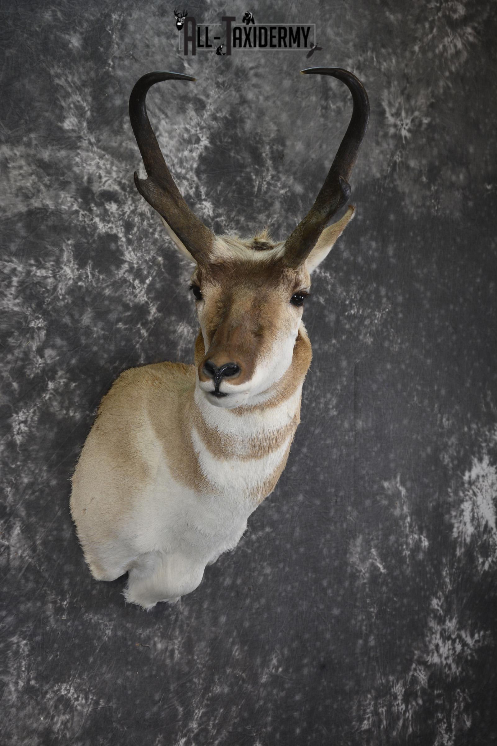 Pronghorn Antelope taxidermy shoulder mount for sale SKU 1987 - Image 6