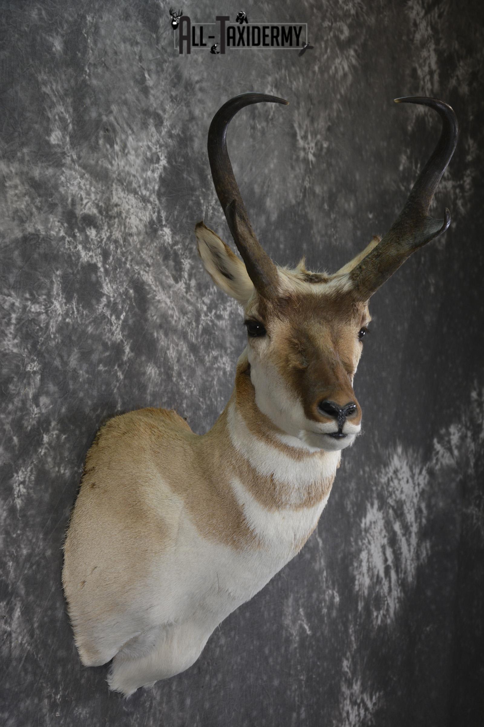 Pronghorn Antelope taxidermy shoulder mount for sale SKU 1987 - Image 5
