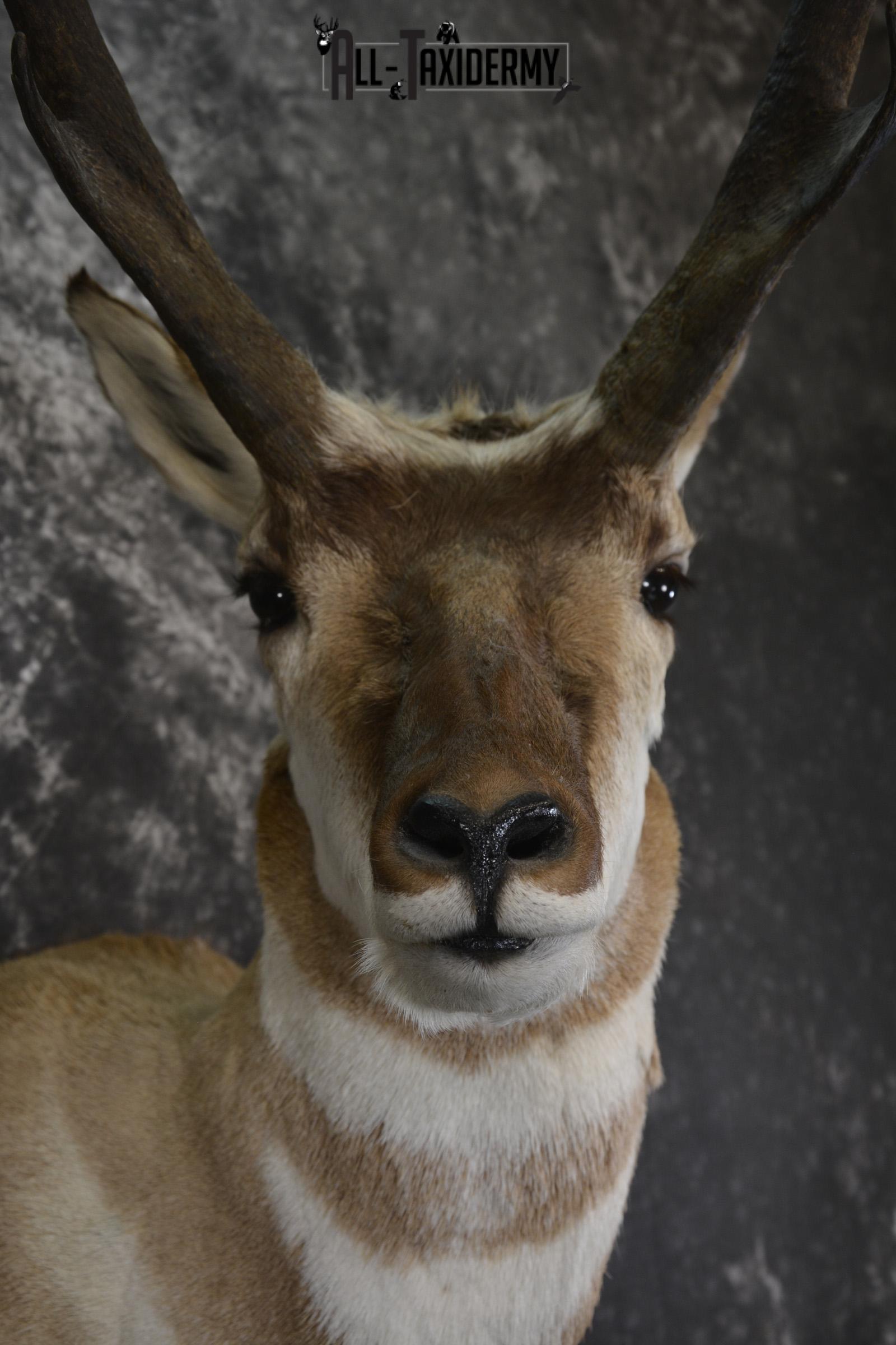 Pronghorn Antelope taxidermy shoulder mount for sale SKU 1987 - Image 4