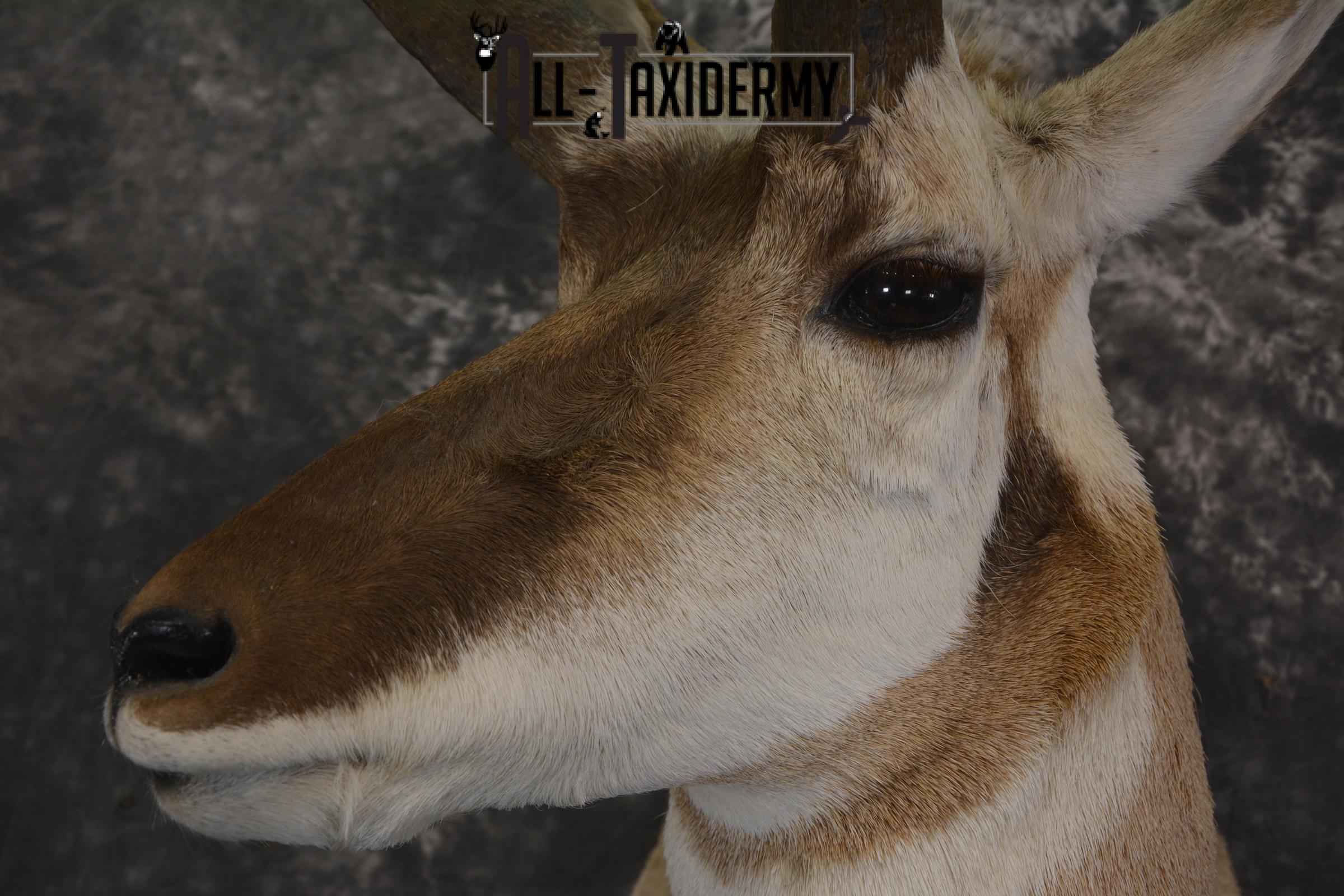 Pronghorn Antelope taxidermy shoulder mount for sale SKU 1987 - Image 3