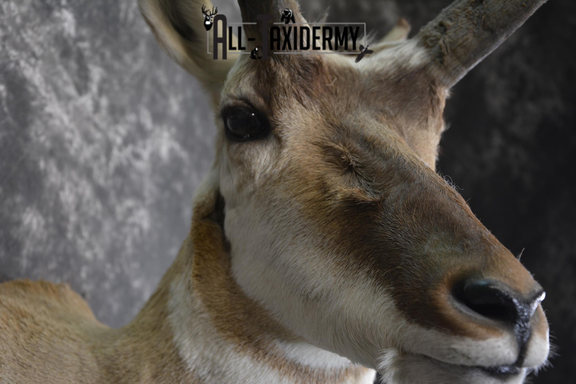 Pronghorn Antelope taxidermy shoulder mount for sale SKU 1987 - Image 2