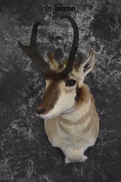 Pronghorn Taxidermy