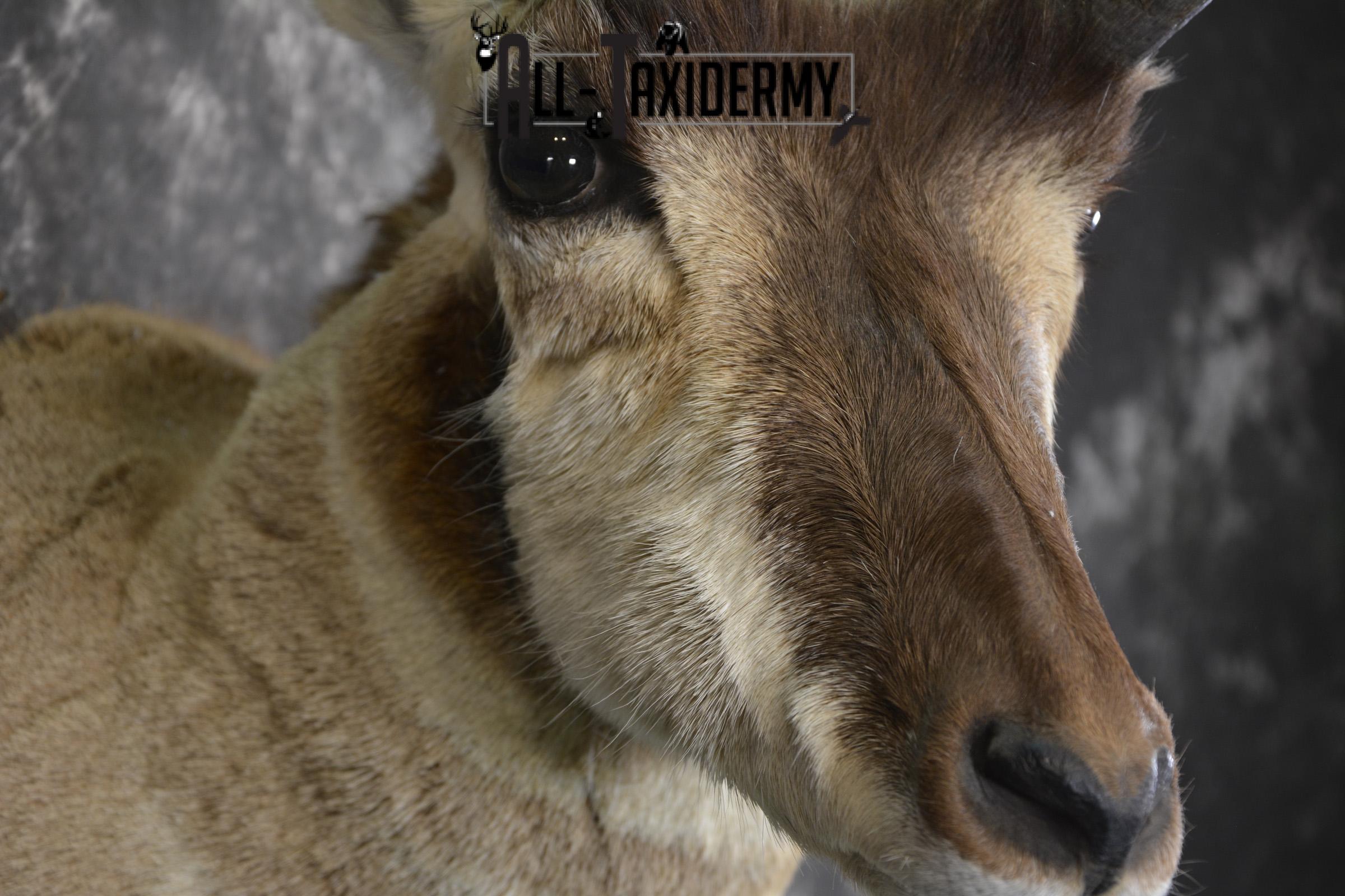 Pronghorn Antelope taxidermy shoulder mount for sale SKU 1985 - Image 4