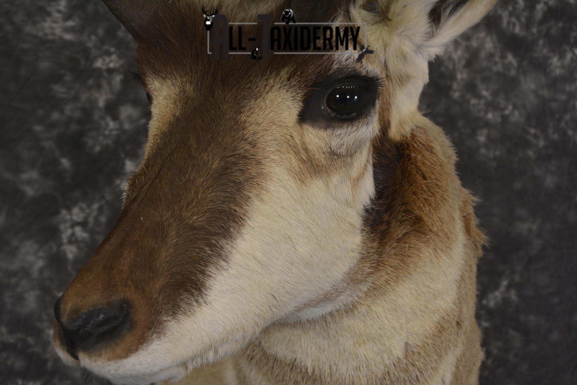 Pronghorn Antelope taxidermy shoulder mount for sale SKU 1985 - Image 3