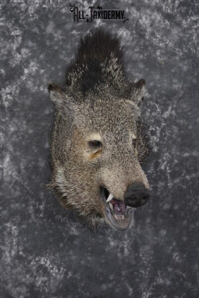 Javelina taxidermy shoulder mount for sale SKU 1999
