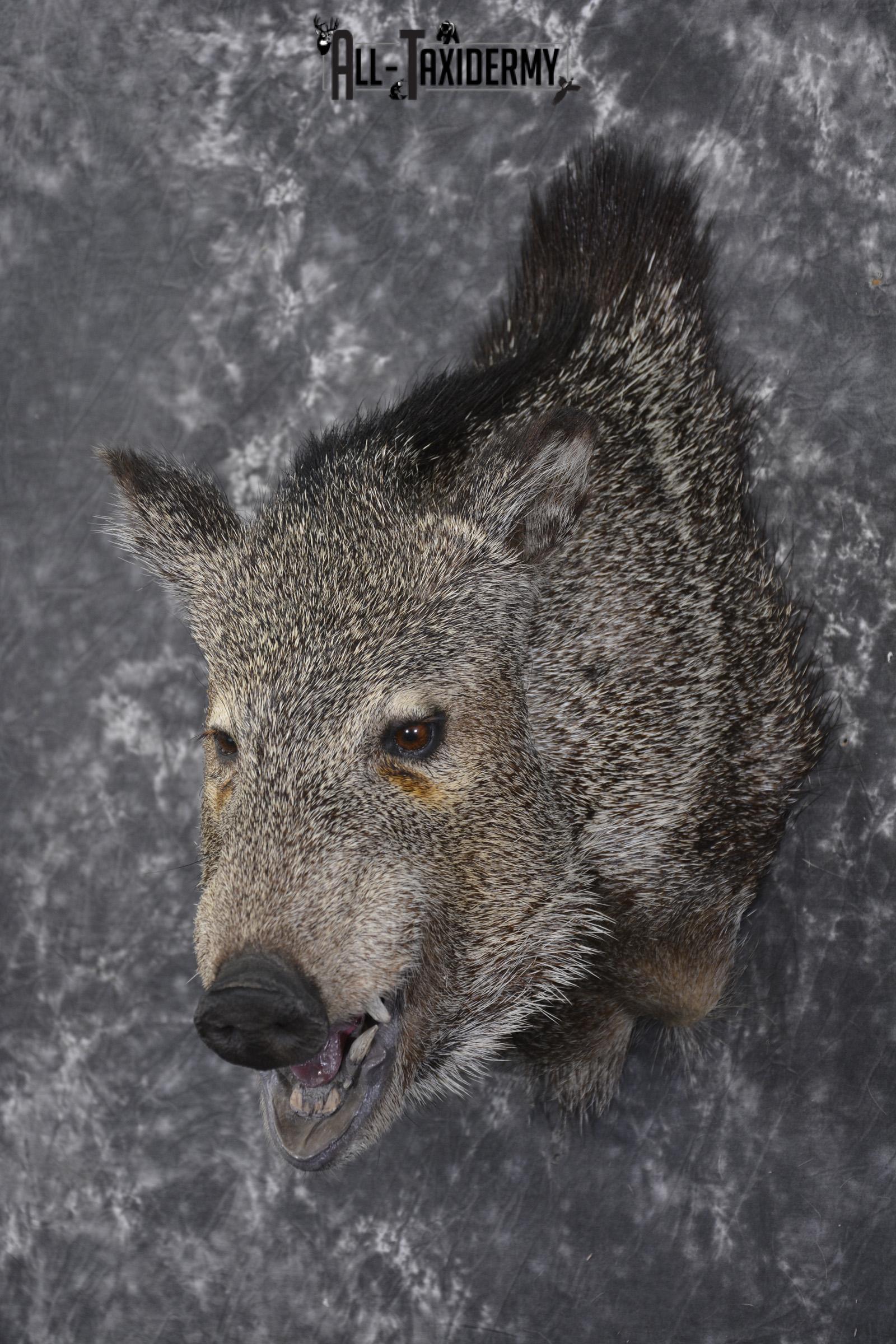Javelina taxidermy shoulder mount for sale SKU 1999 - Image 8