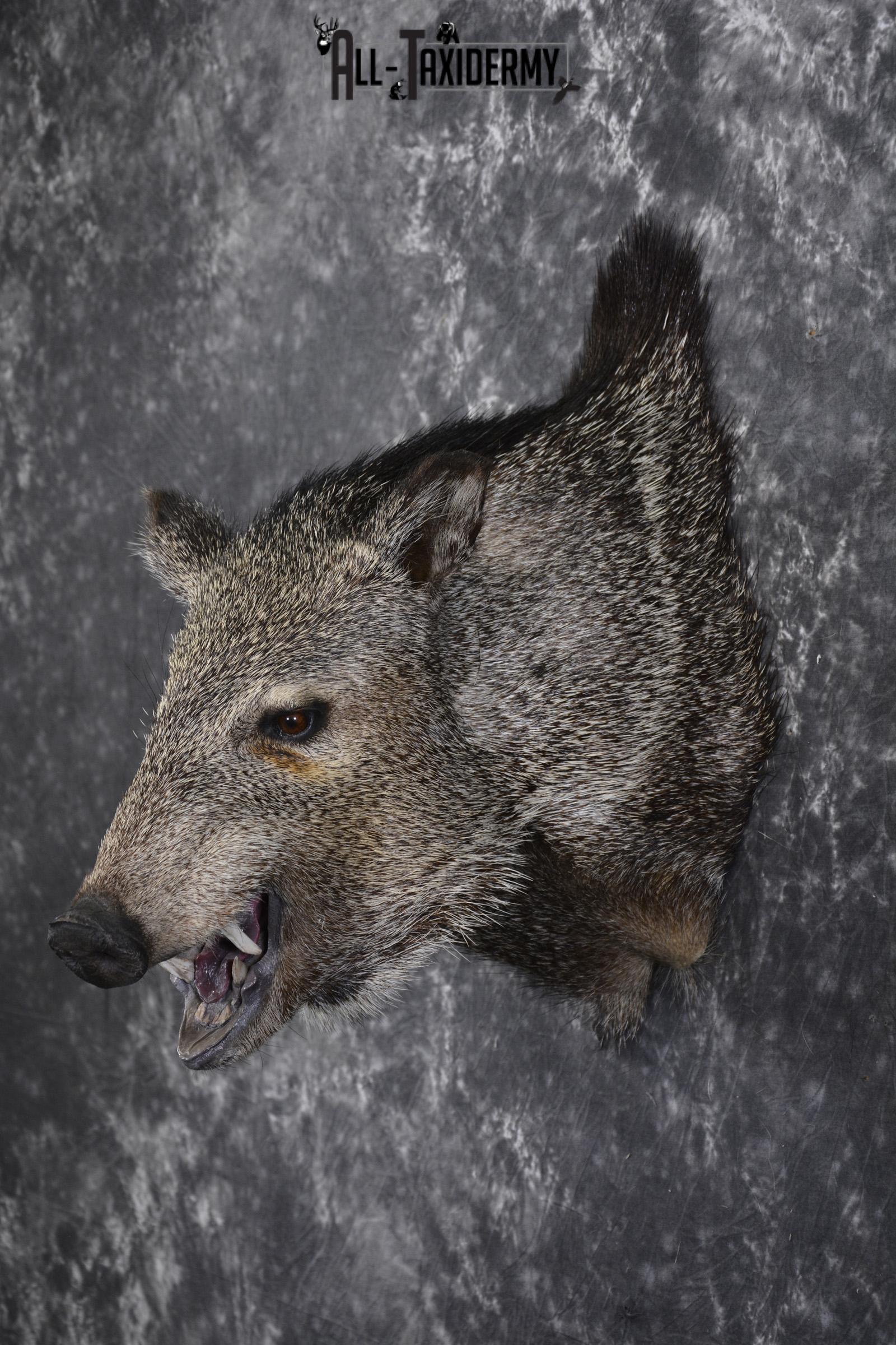 Javelina taxidermy shoulder mount for sale SKU 1999 - Image 7