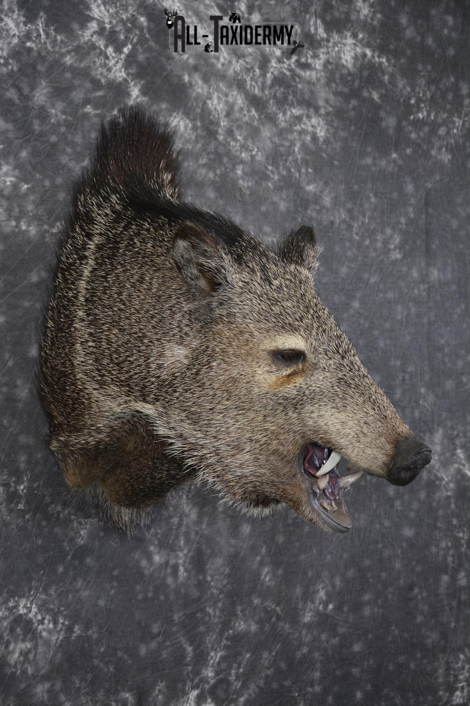 Javelina taxidermy shoulder mount for sale SKU 1999 - Image 6