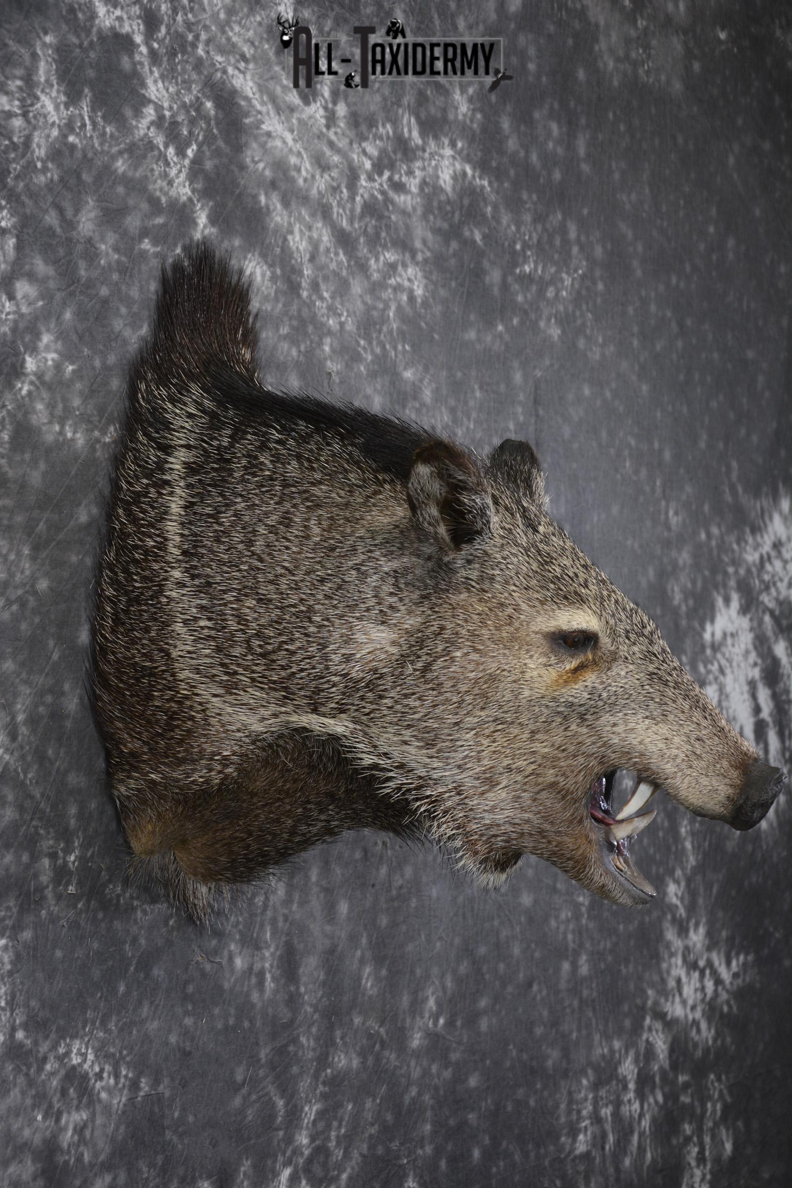 Javelina taxidermy shoulder mount for sale SKU 1999 - Image 5