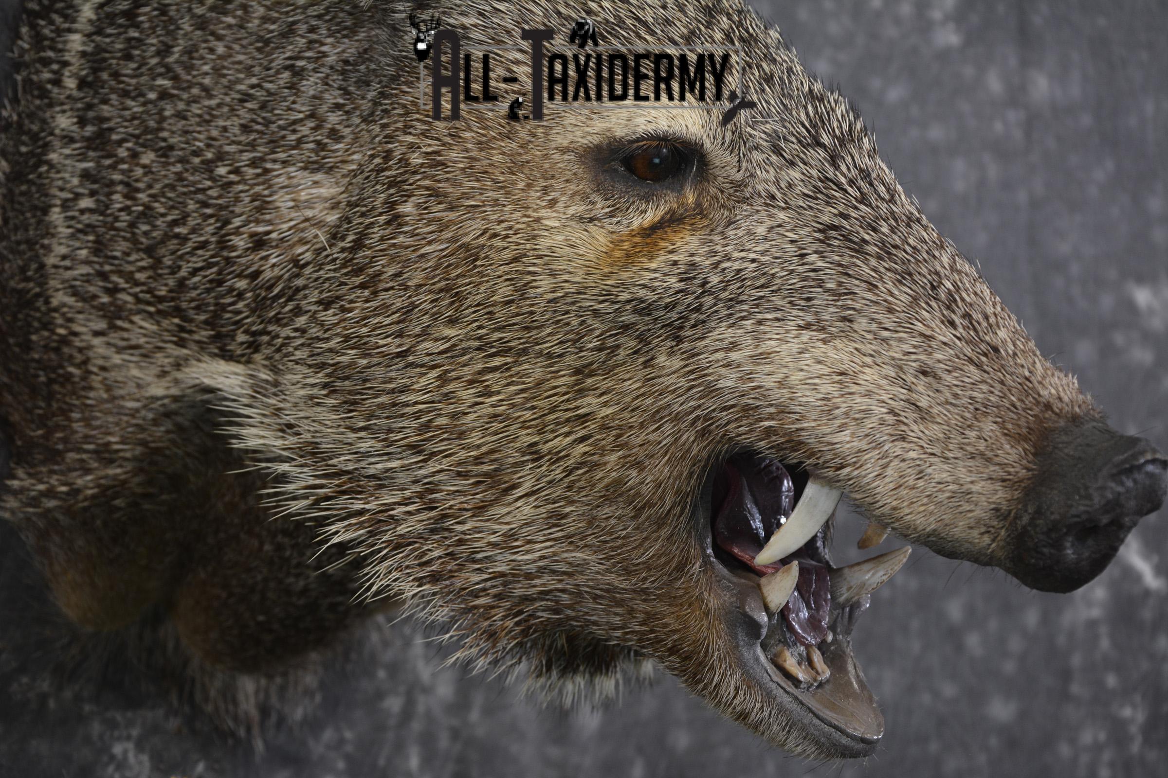 Javelina taxidermy shoulder mount for sale SKU 1999 - Image 4