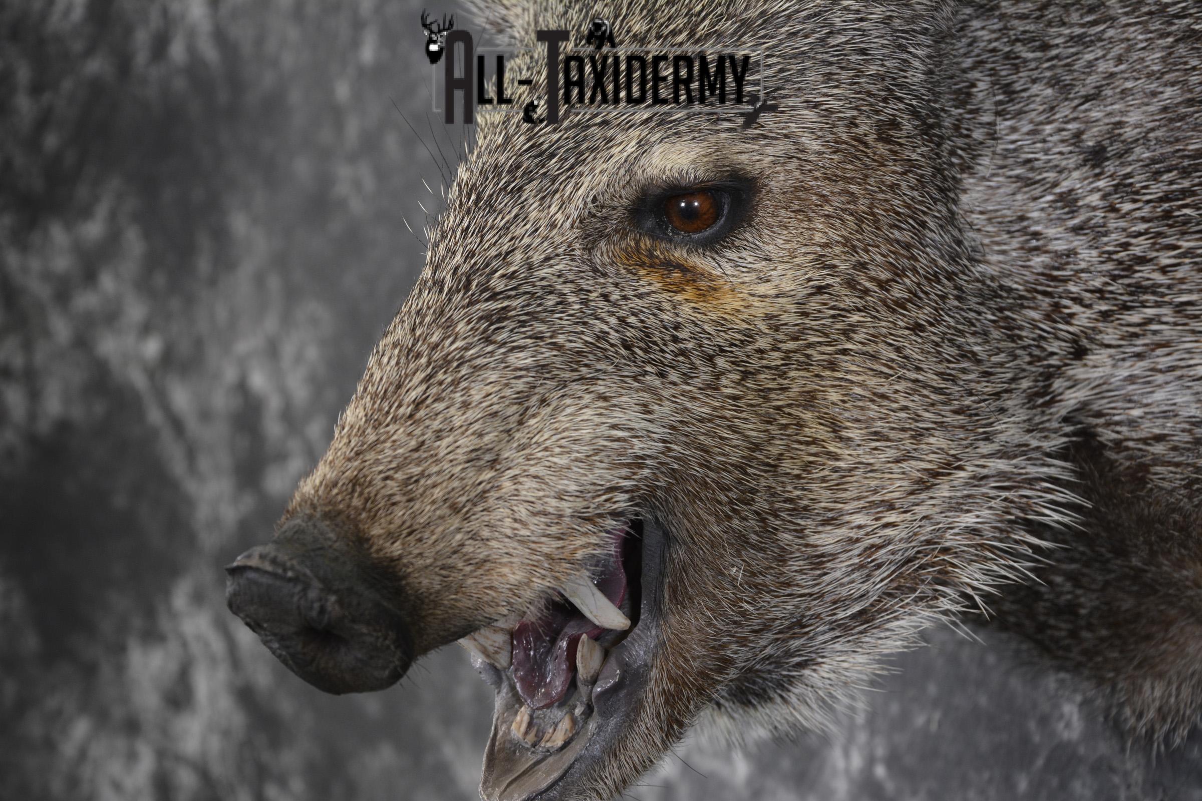 Javelina taxidermy shoulder mount for sale SKU 1999 - Image 3