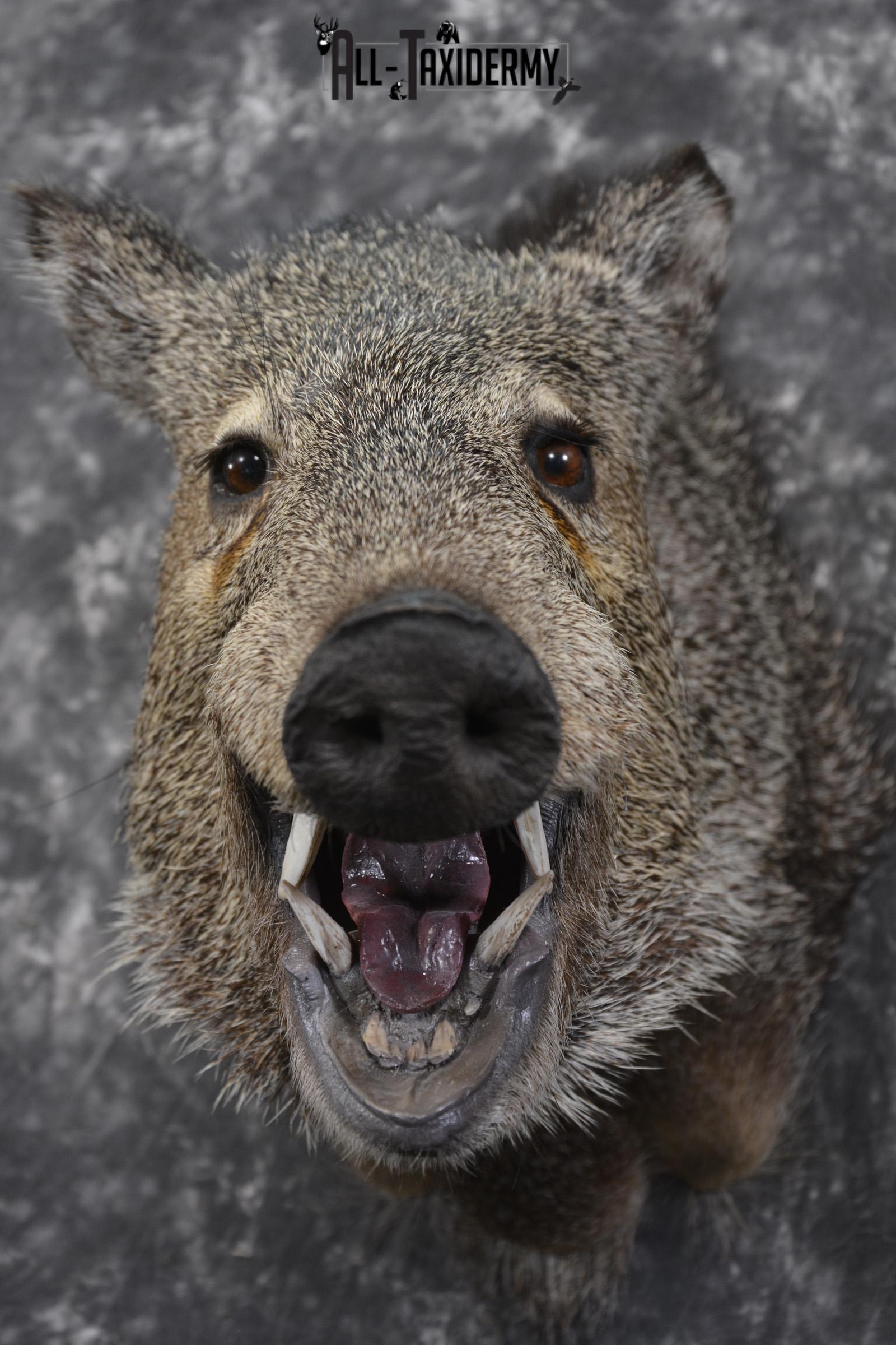 Javelina taxidermy shoulder mount for sale SKU 1999 - Image 2