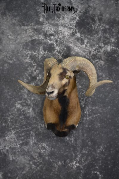 Corsian Sheep taxidermy mount for sale SKU 1950
