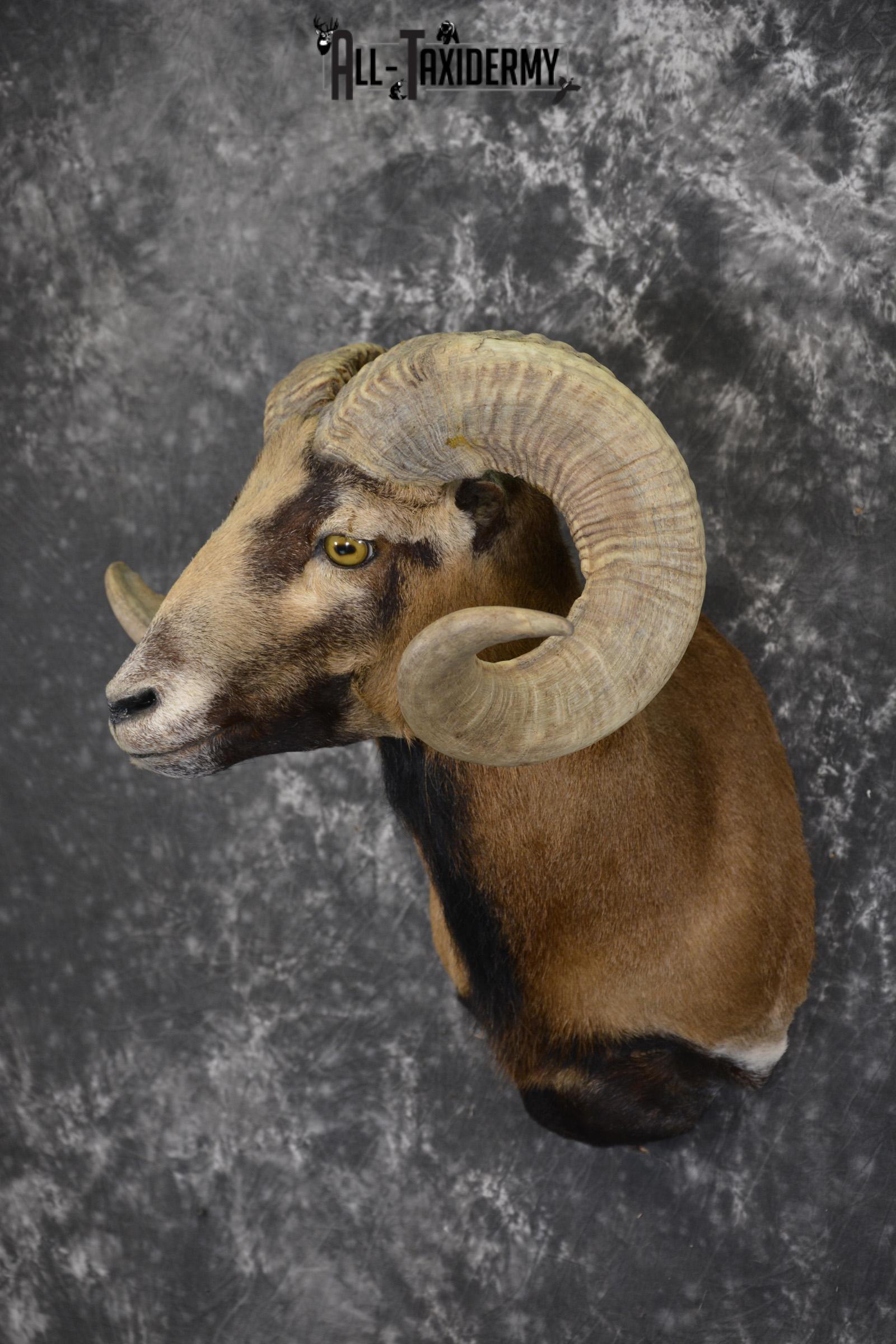 Corsian Sheep taxidermy mount for sale SKU 1950 - Image 8