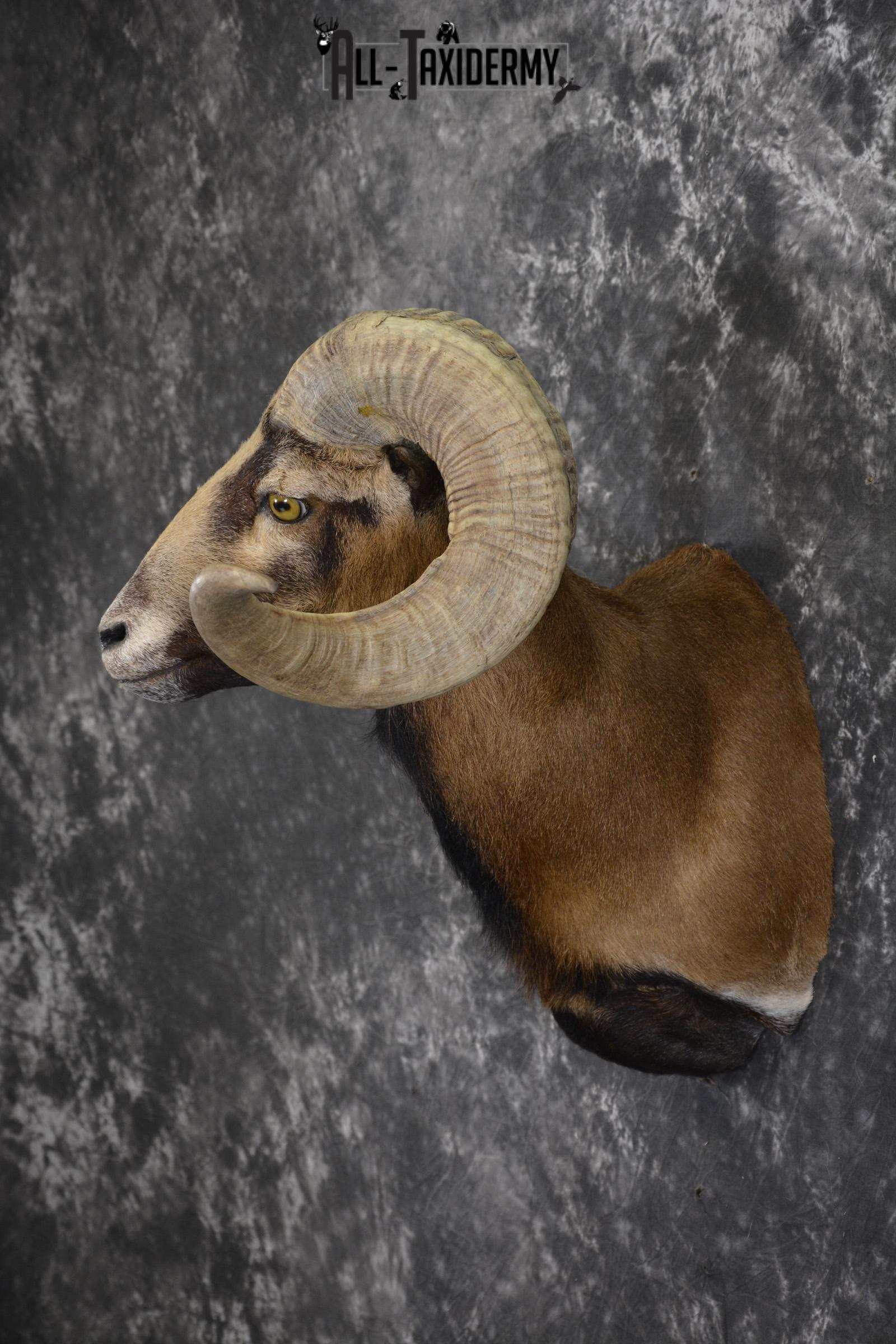 Corsian Sheep taxidermy mount for sale SKU 1950 - Image 7