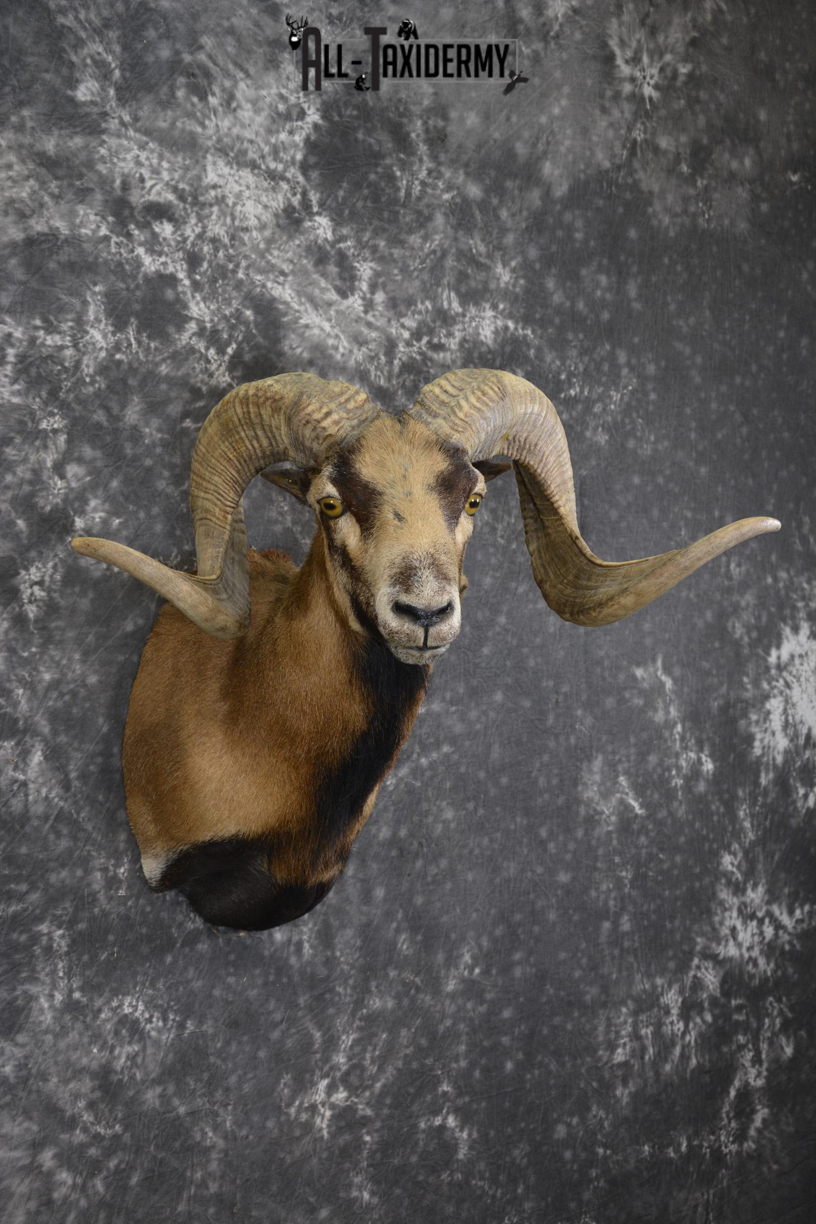 Corsian Sheep taxidermy mount for sale SKU 1950 - Image 6