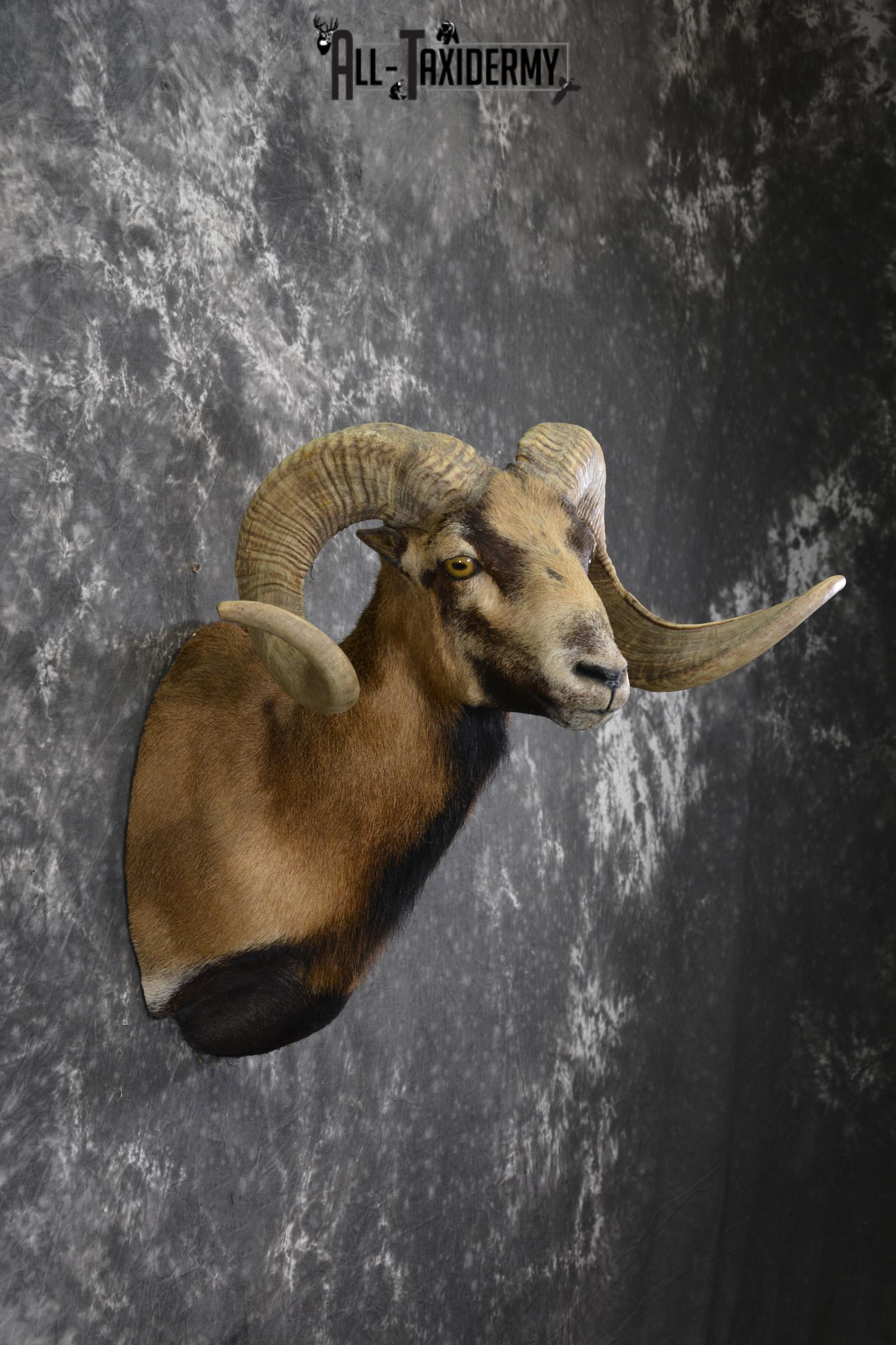 Corsian Sheep taxidermy mount for sale SKU 1950 - Image 5