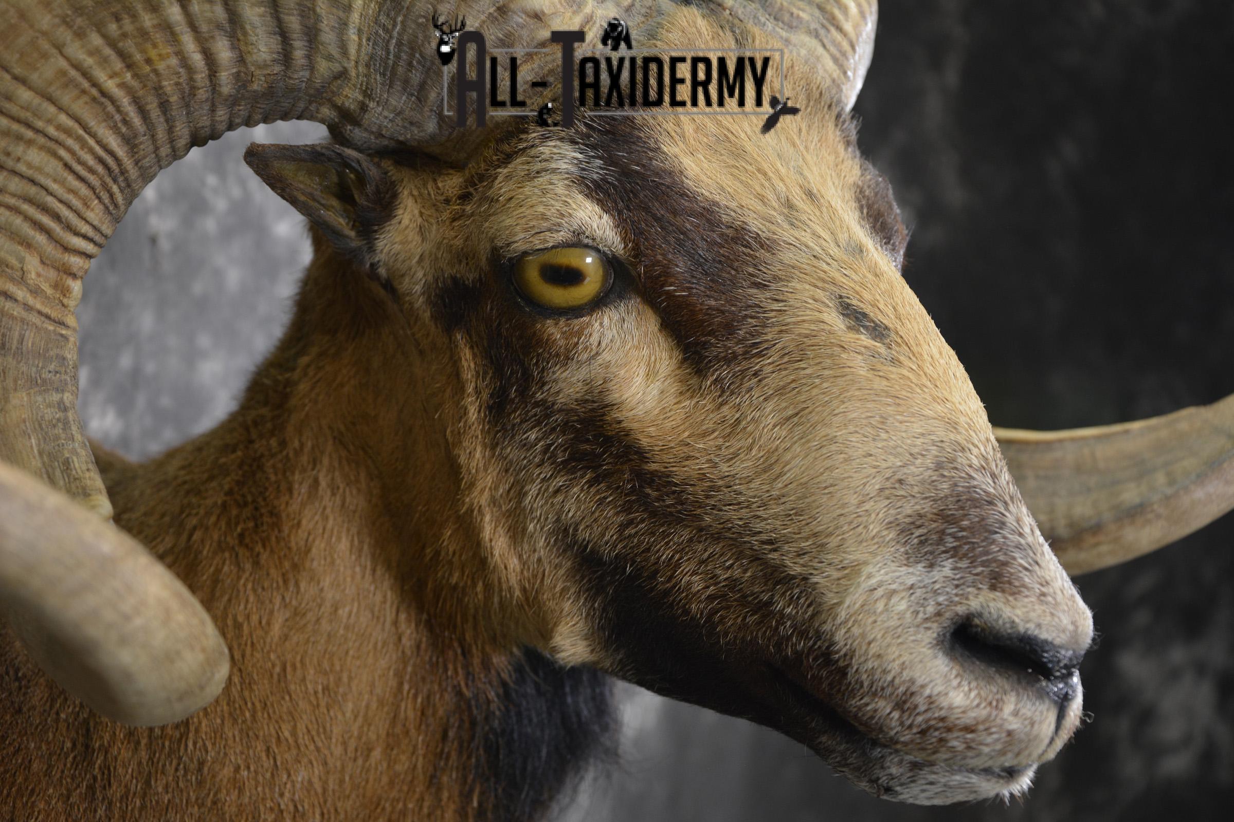 Corsian Sheep taxidermy mount for sale SKU 1950 - Image 4